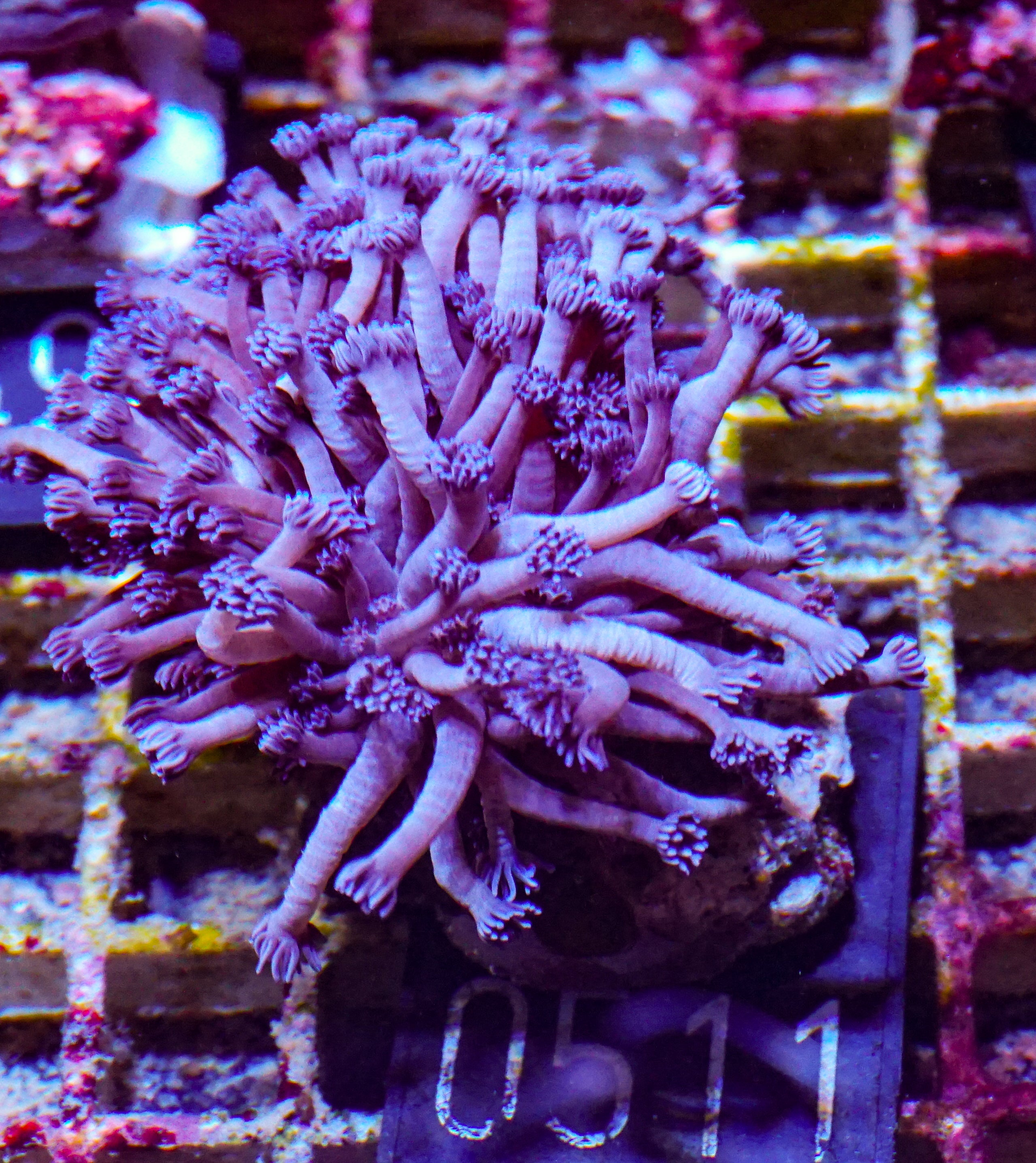 Goniopora lobata "lila"