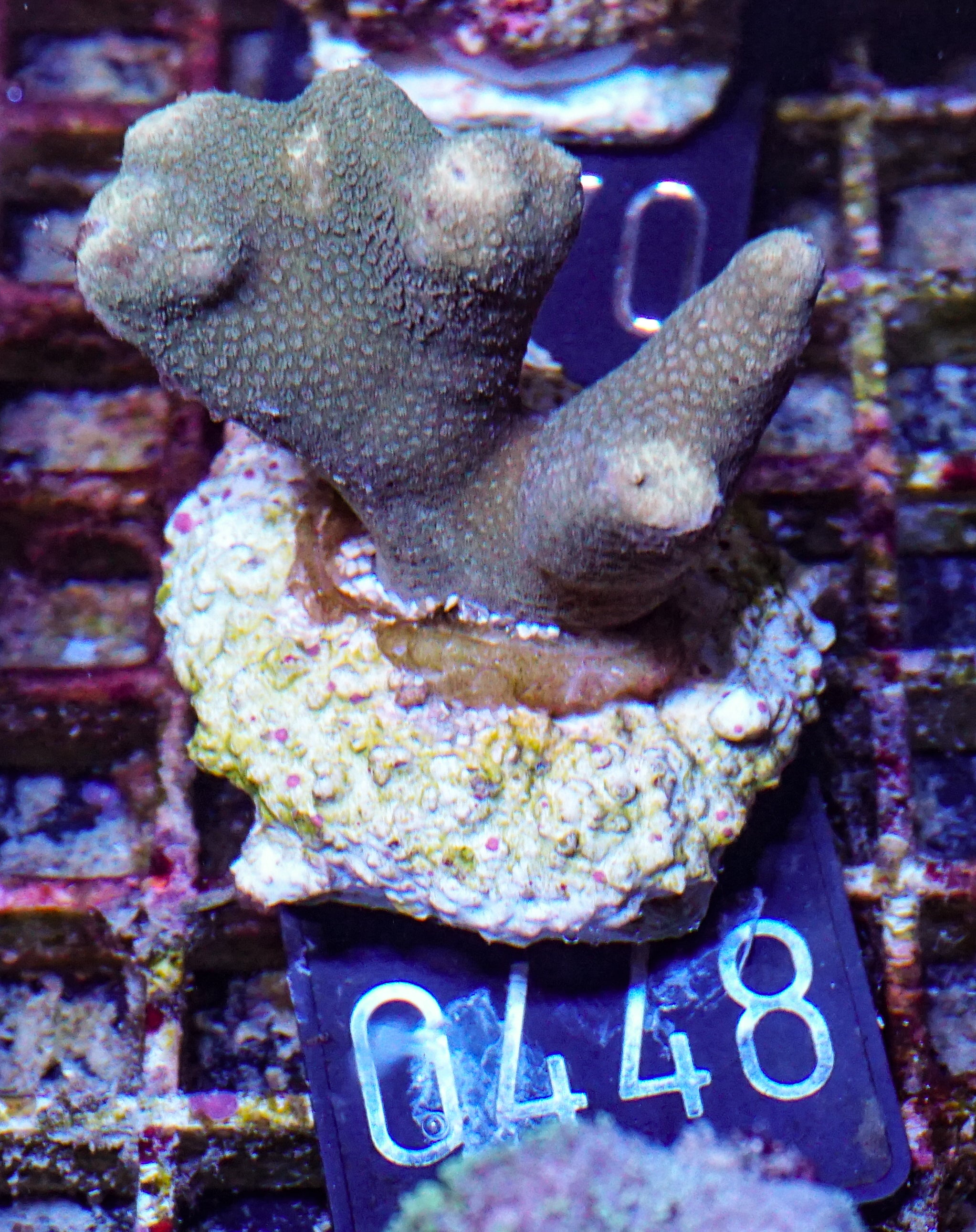 Porites lichen