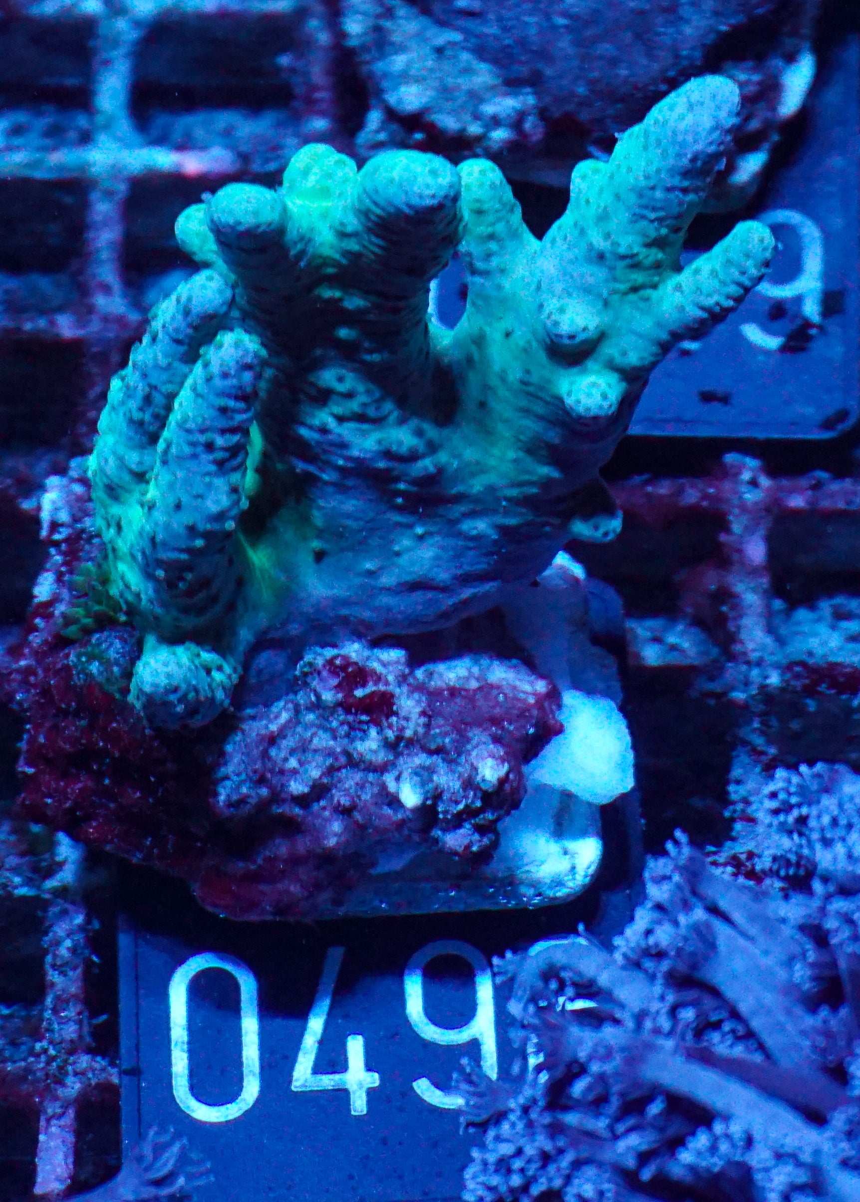 Lobophytum sp. „grün“