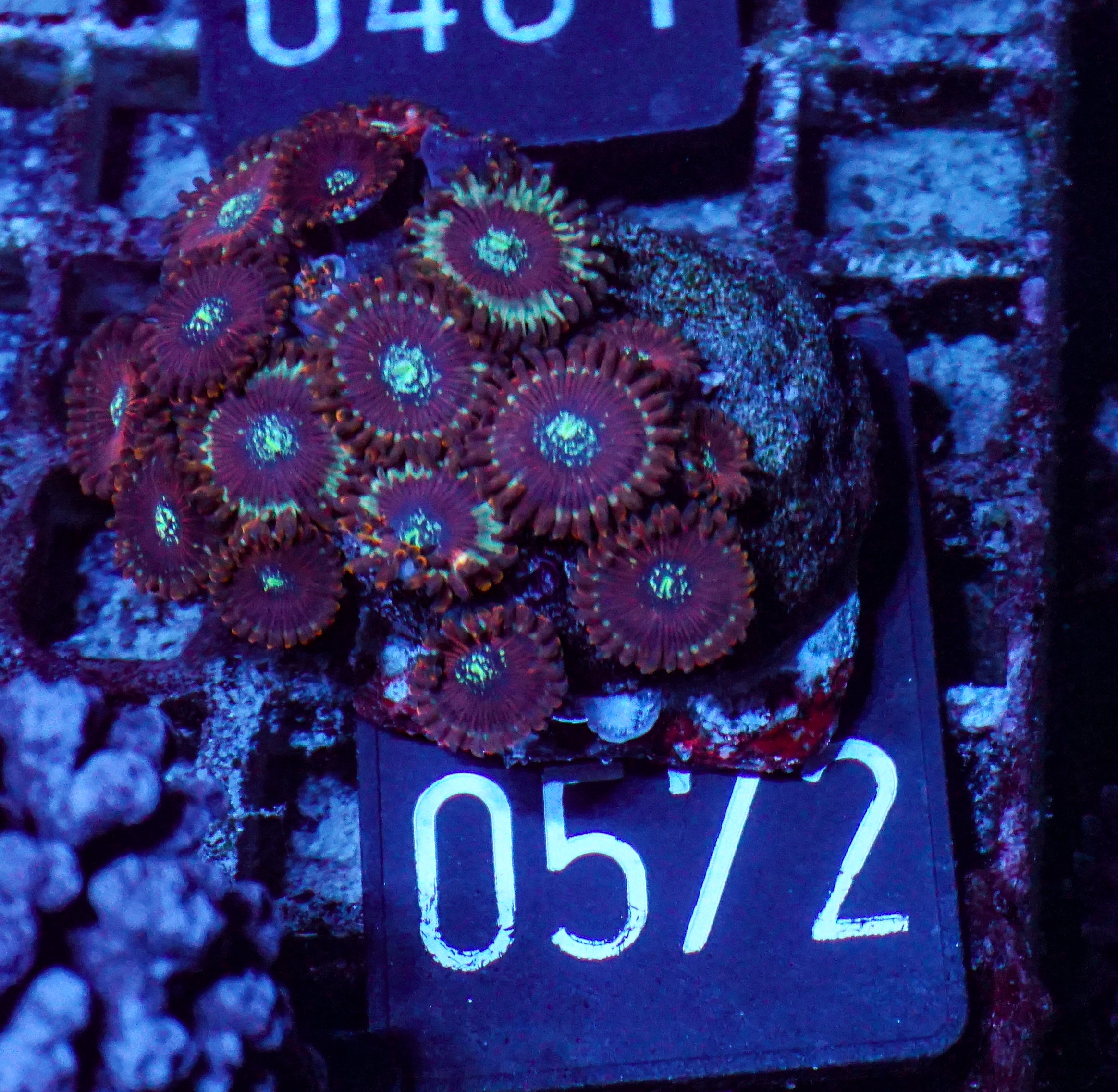 Zoanthus sp.