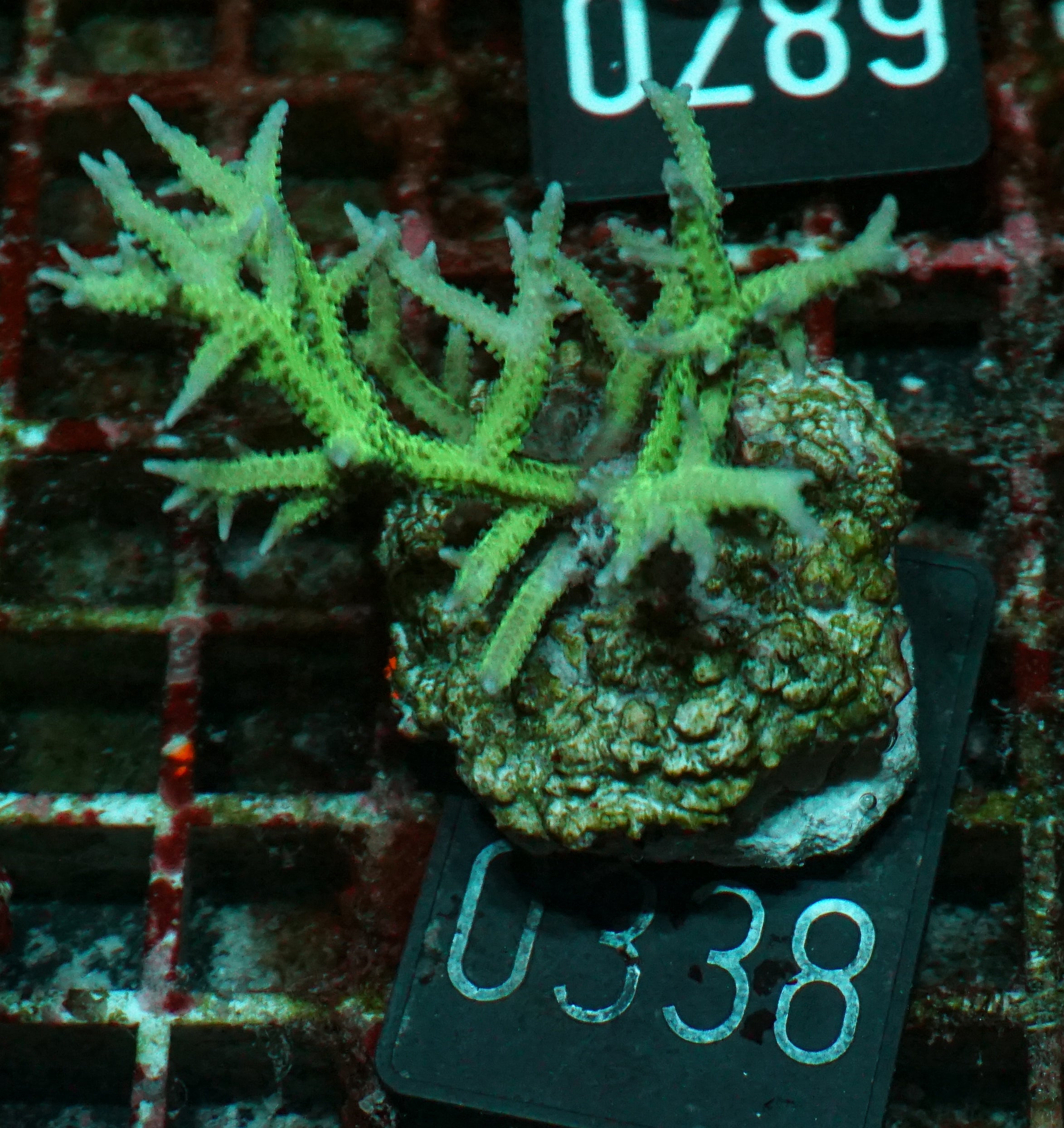 Seriatopora hystix "grün"