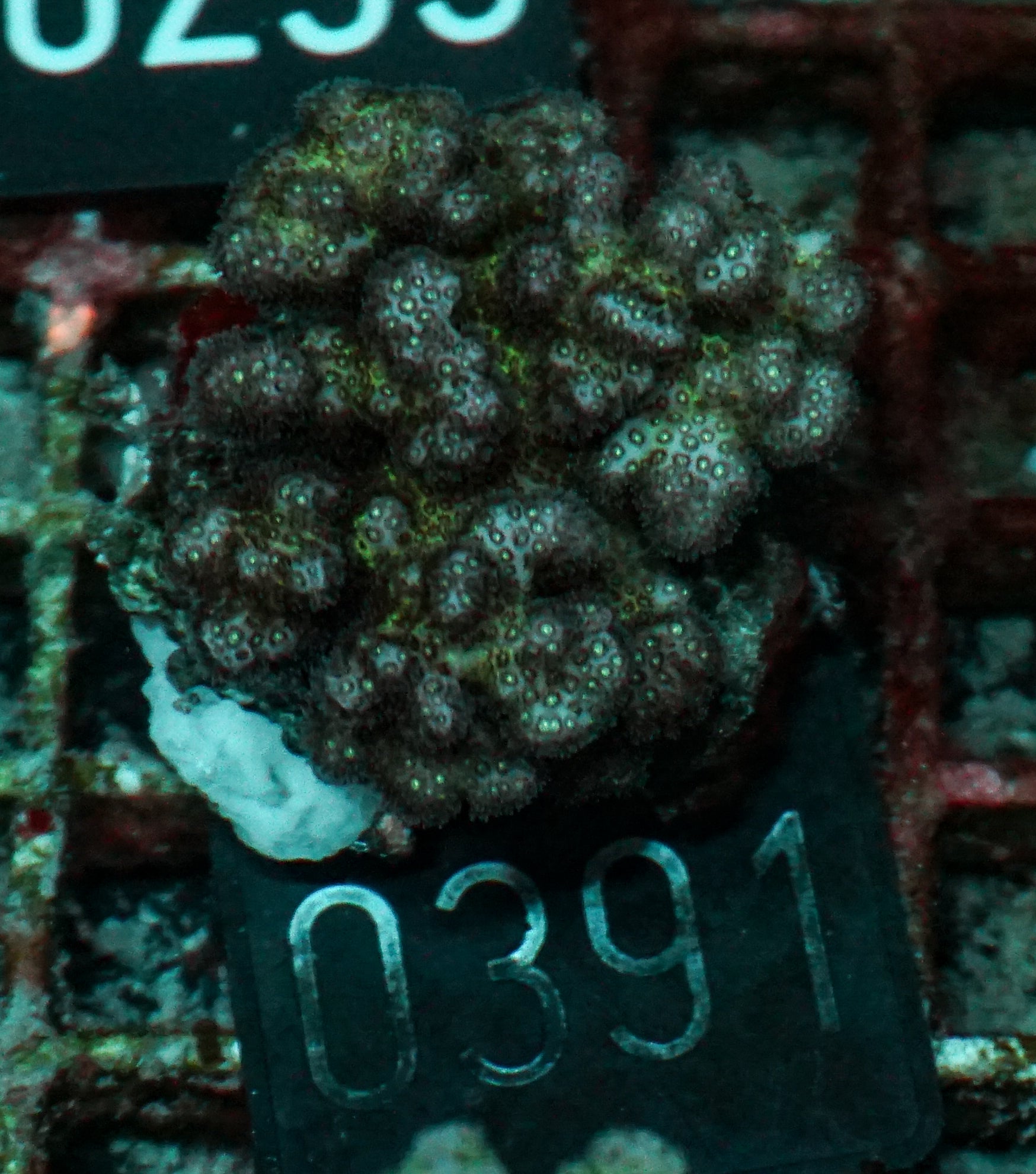 Pocillopora damicornis "pink"