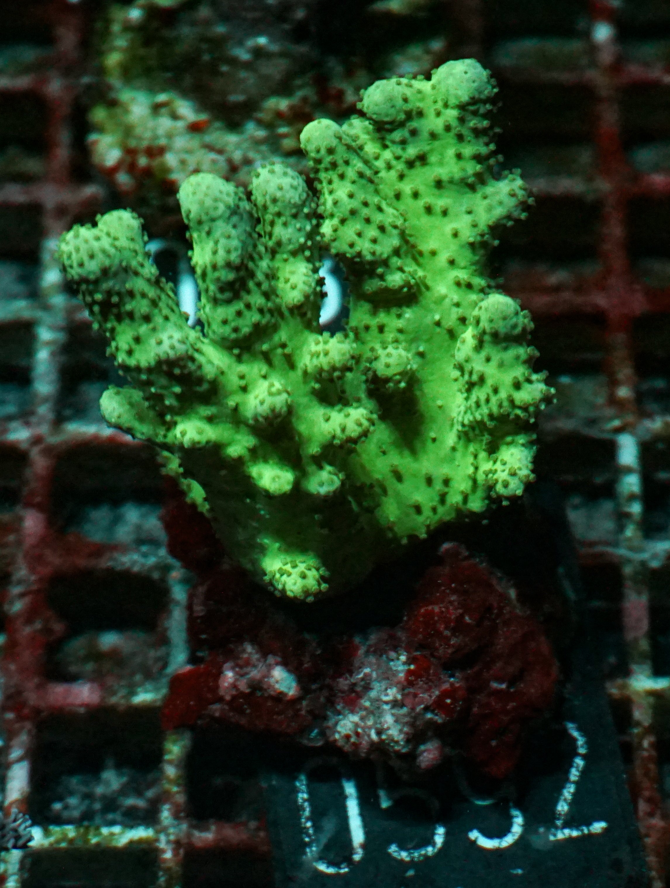 Lobophytum sp. „grün“