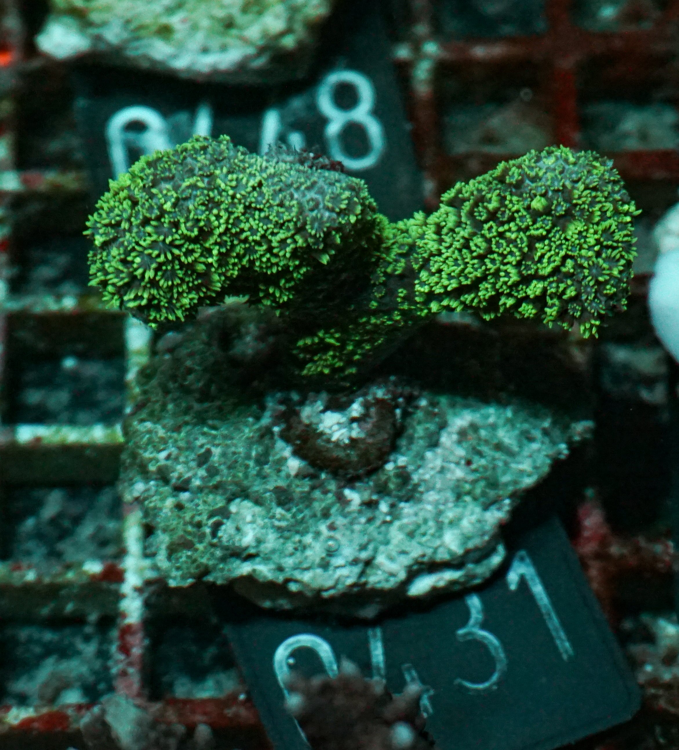 Porites porites