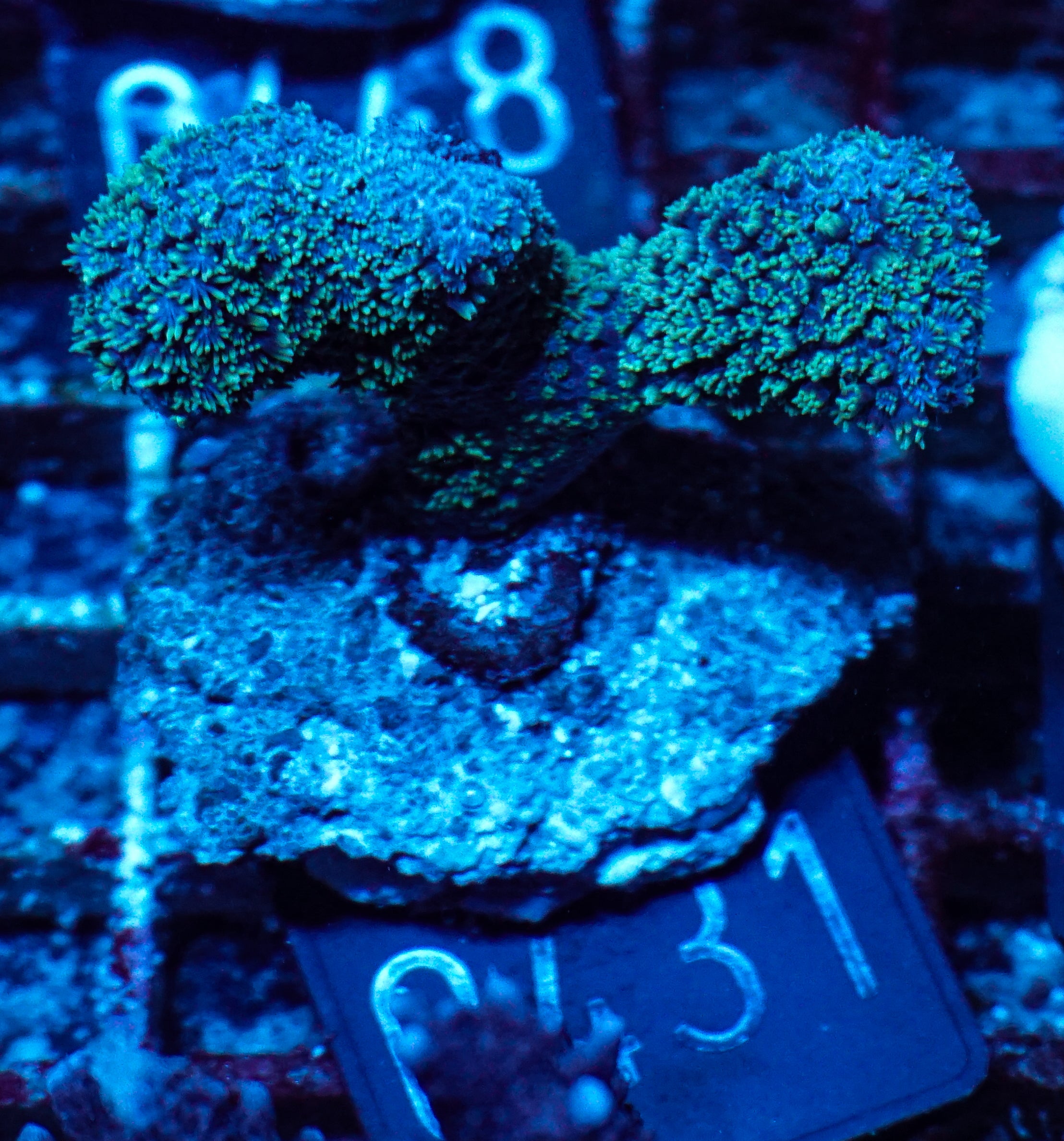 Porites porites