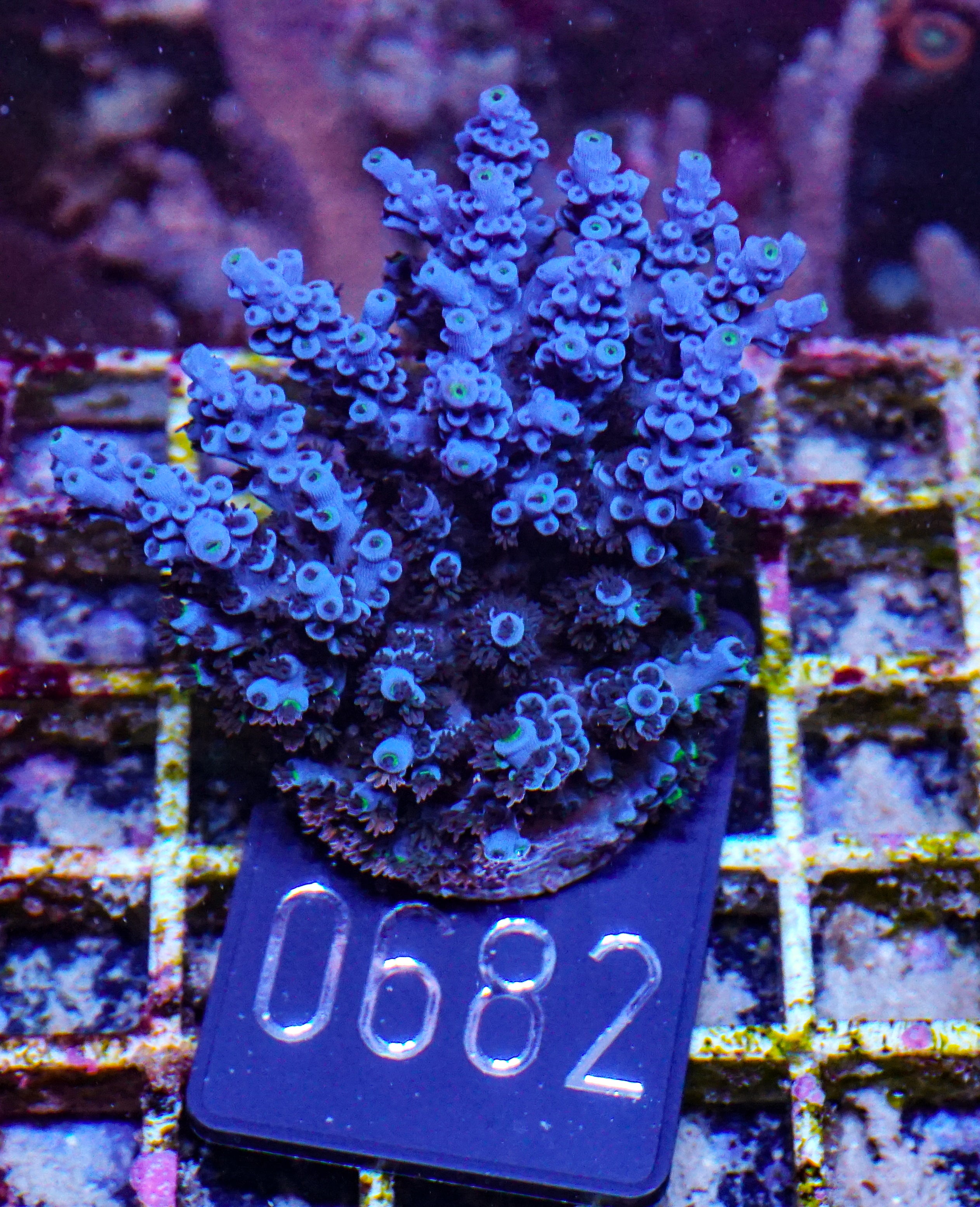 Acropora austera “golden age”