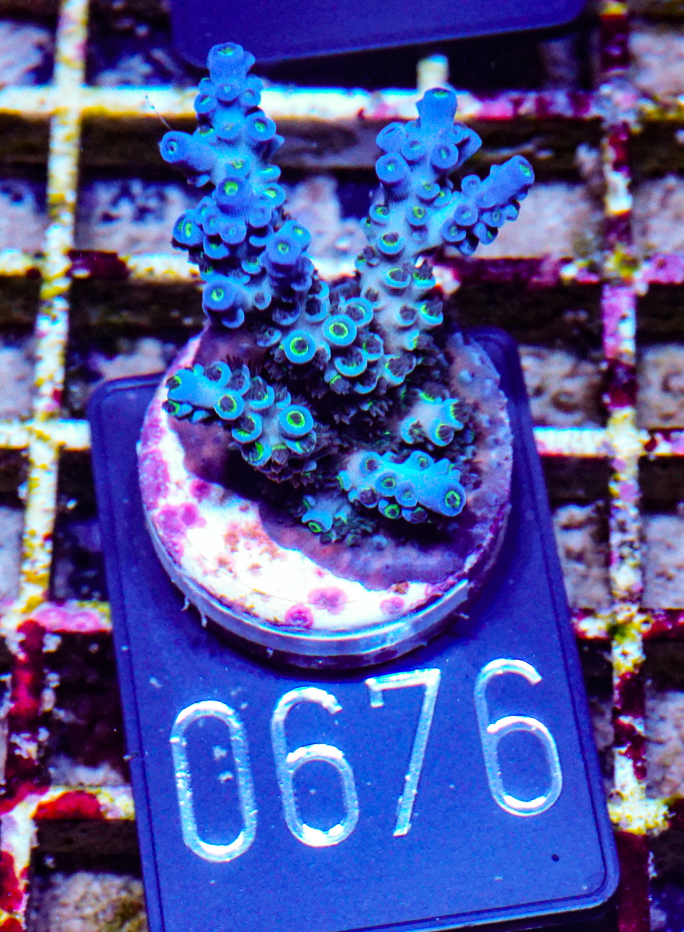 Acropora kenti "Twin" Grade 2
