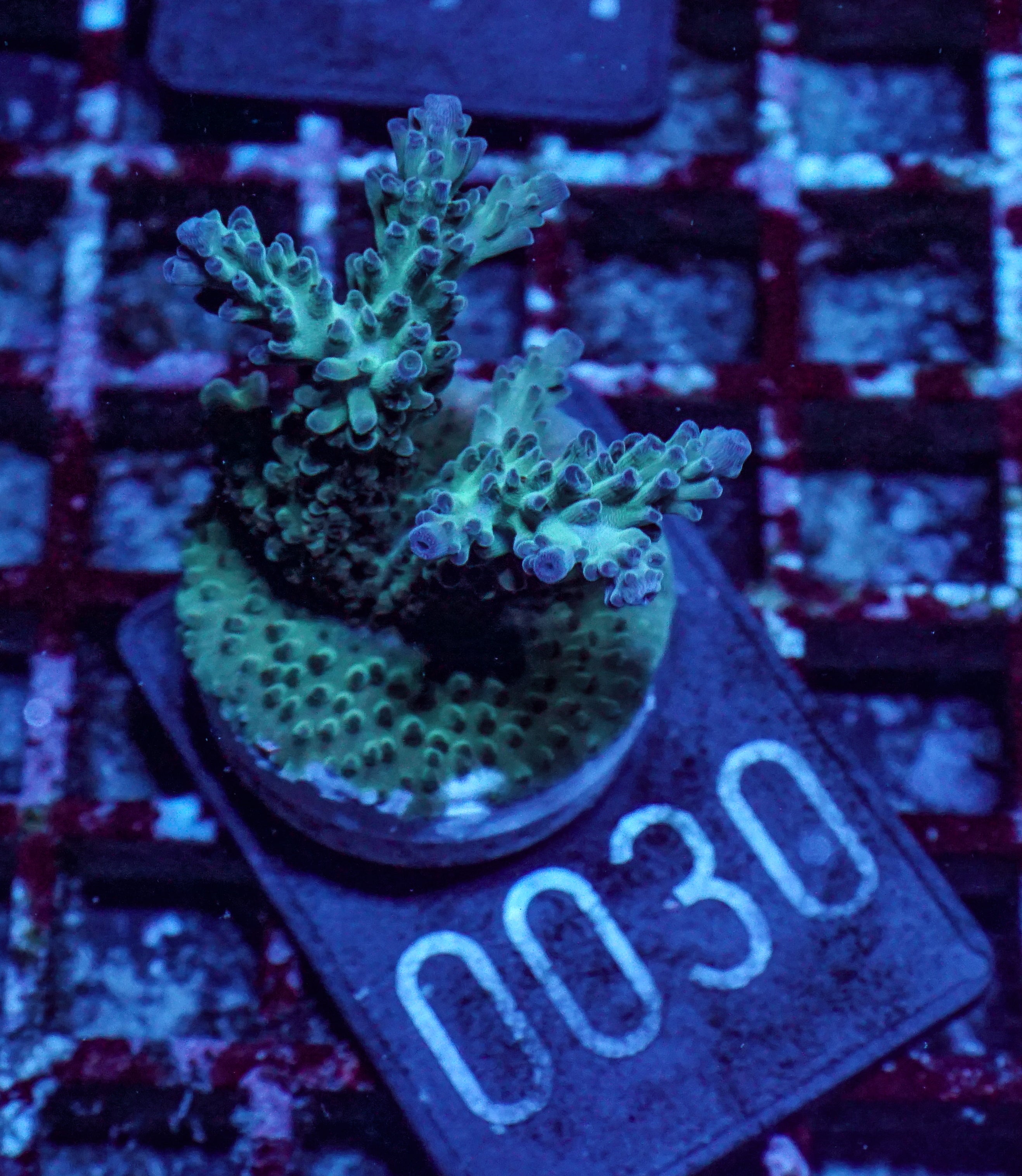 Acropora nasuta "twin"