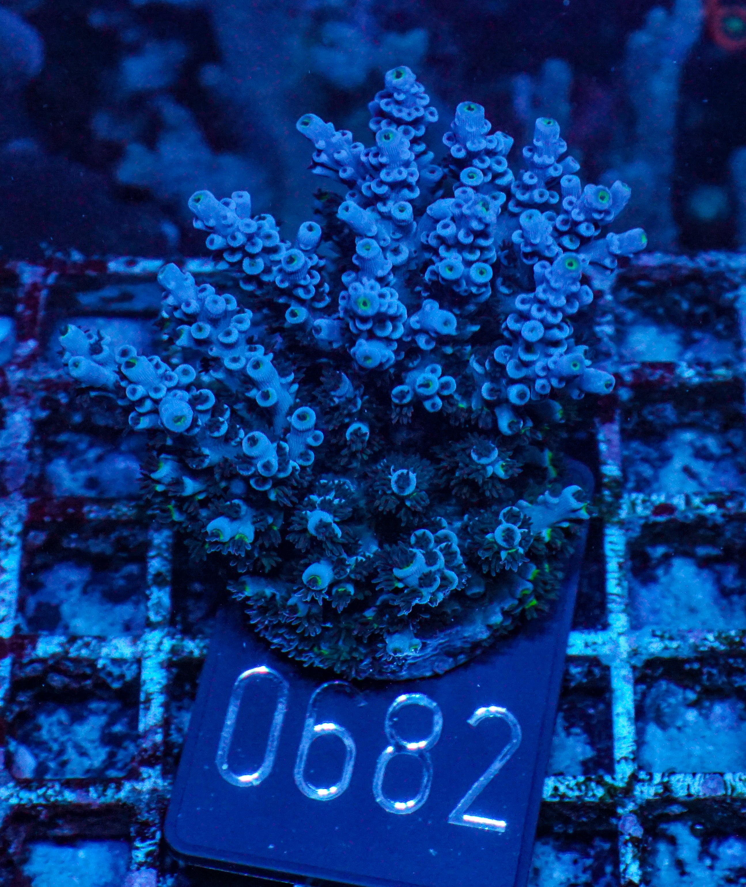 Acropora austera “golden age”
