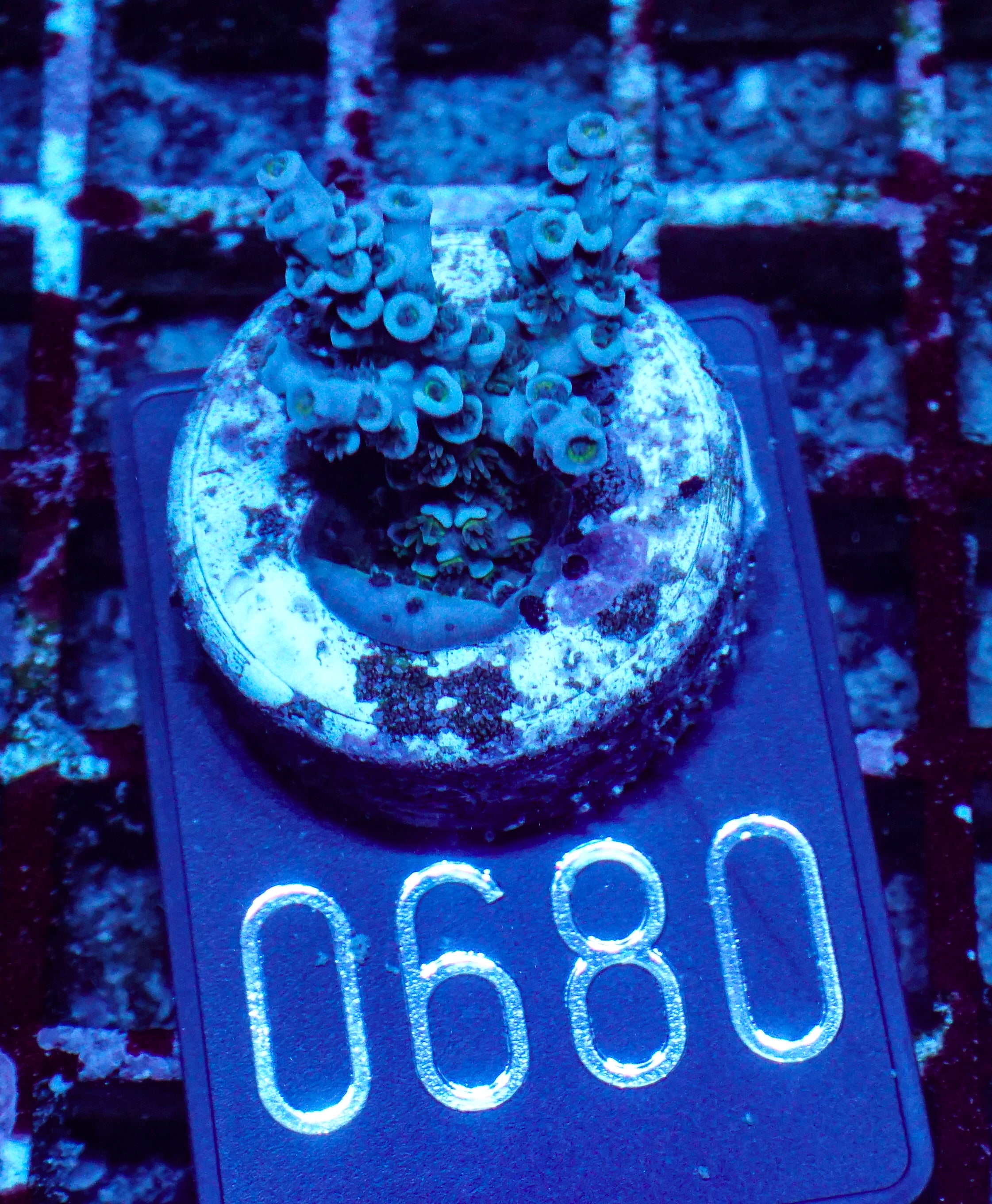Acropora kenti "Twin" Grade 1