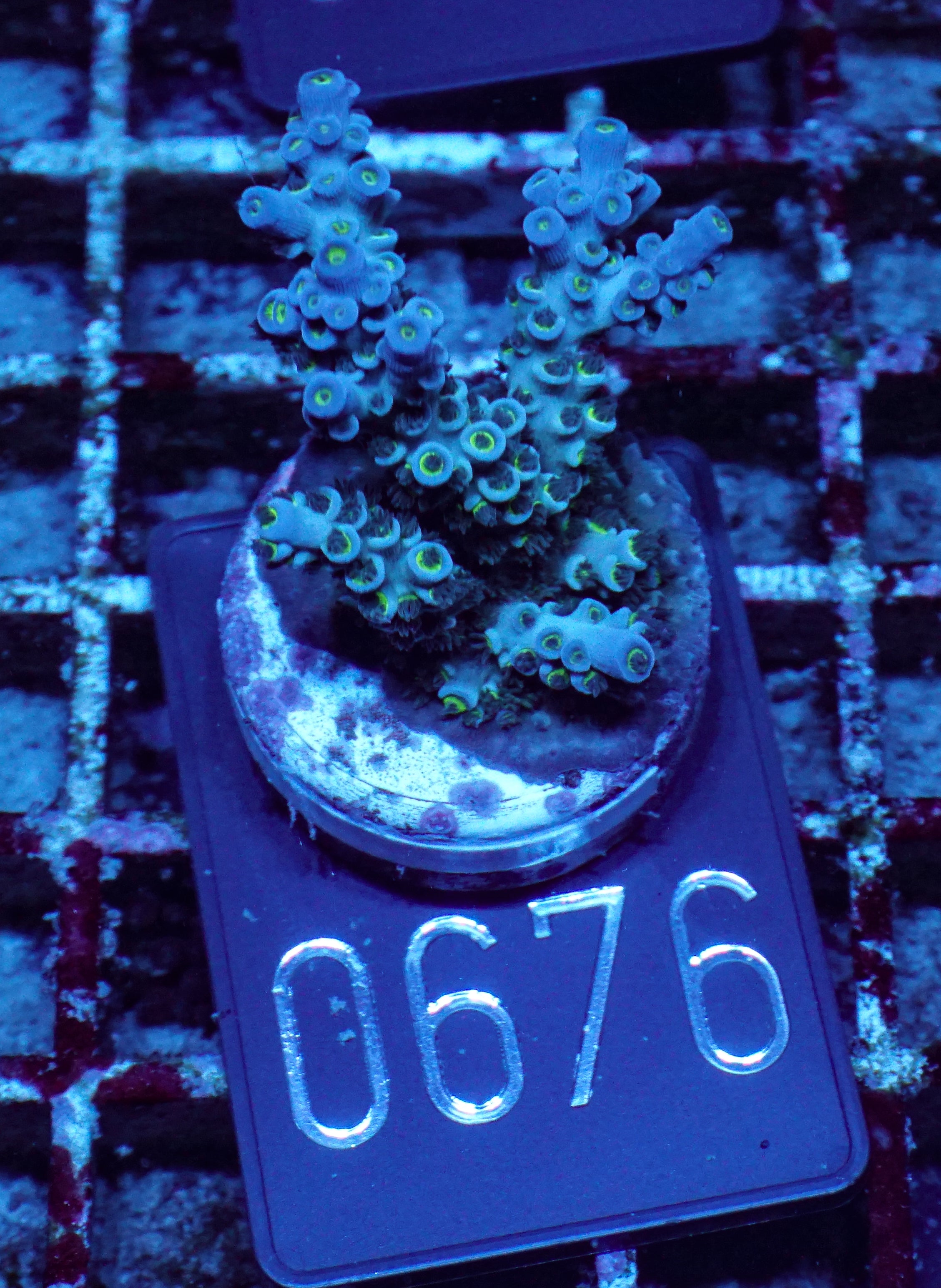 Acropora kenti "Twin" Grade 2