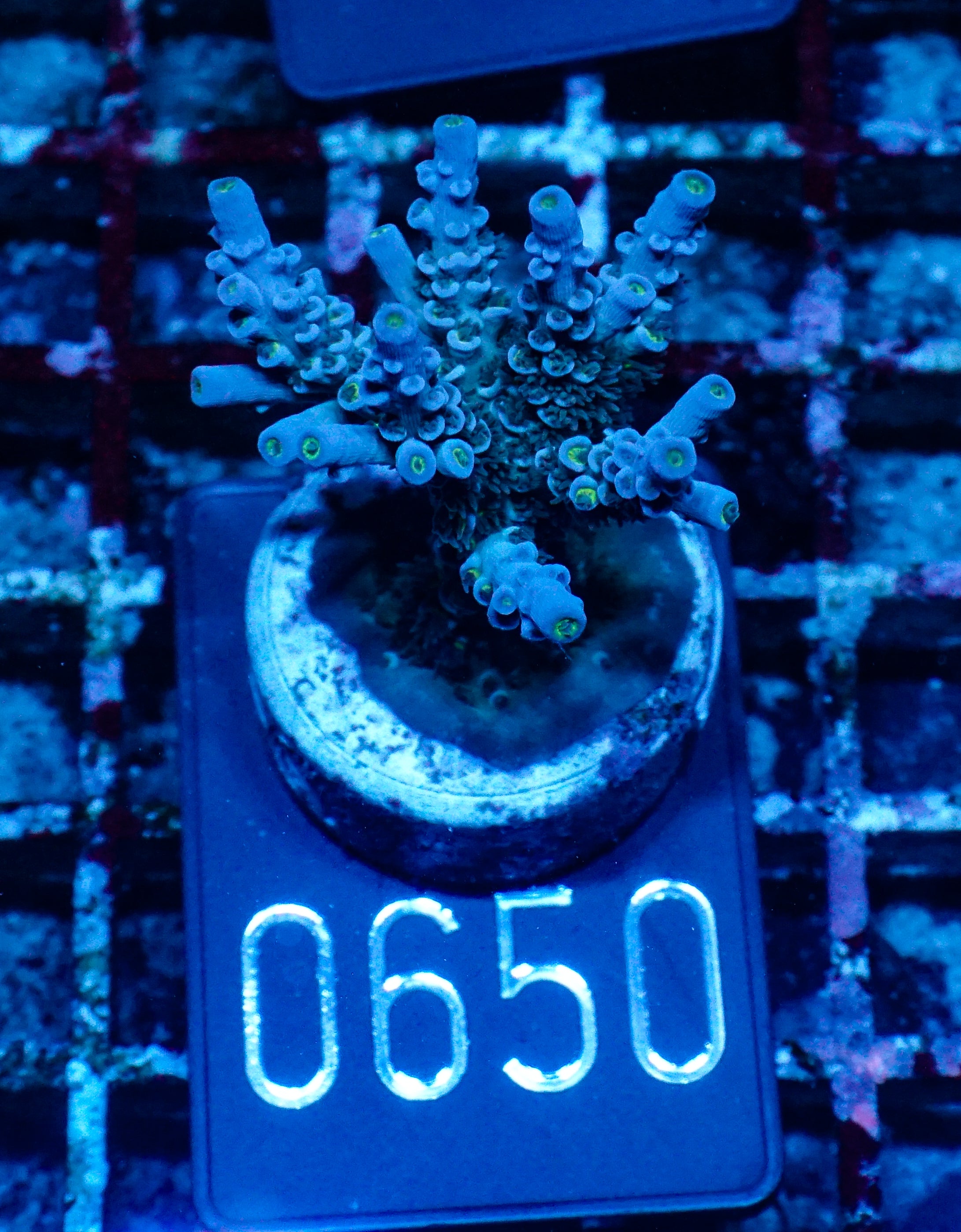 Acropora austera “golden age”