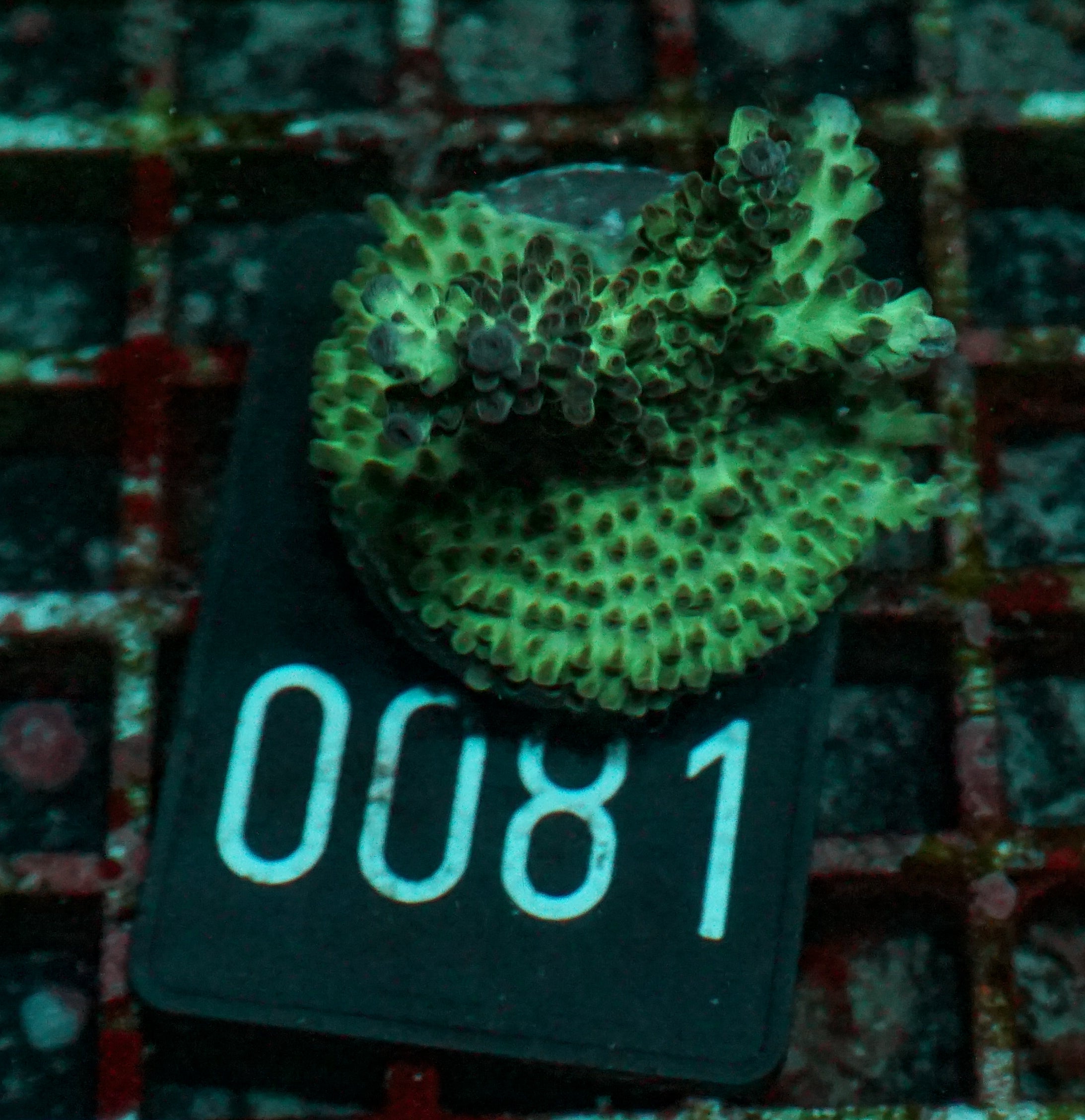 Acropora nasuta "twin"
