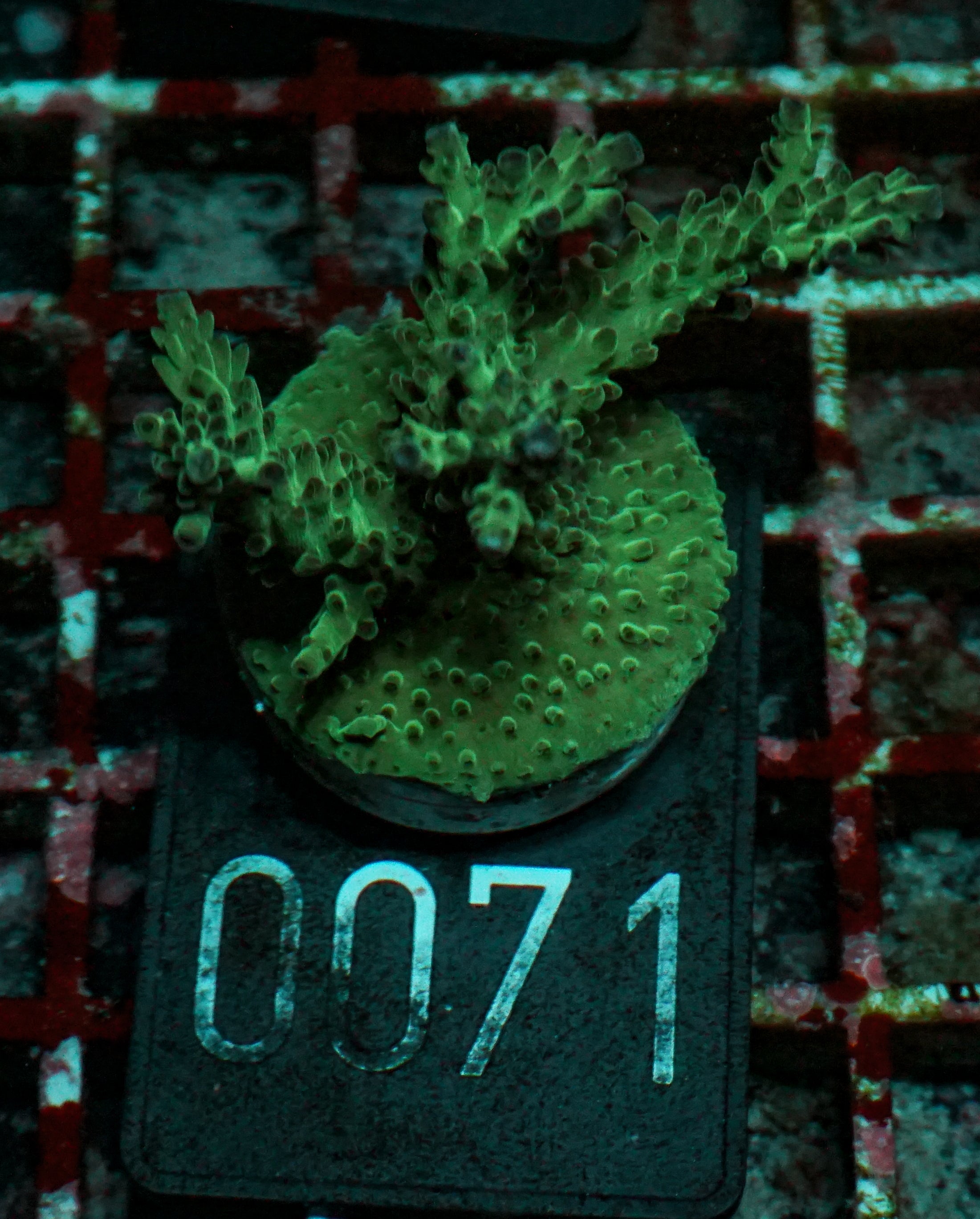 Acropora nasuta "twin"