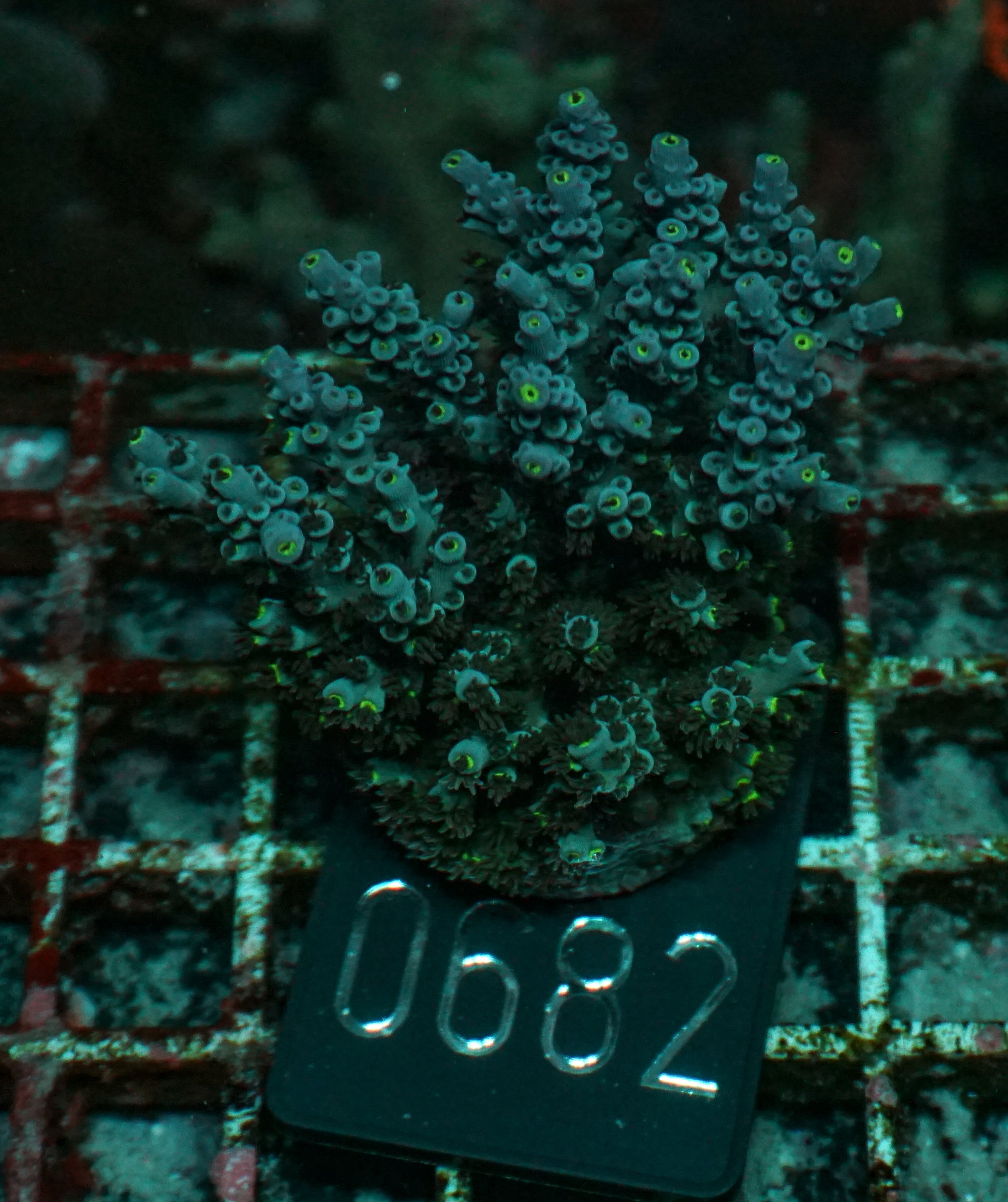 Acropora austera “golden age”