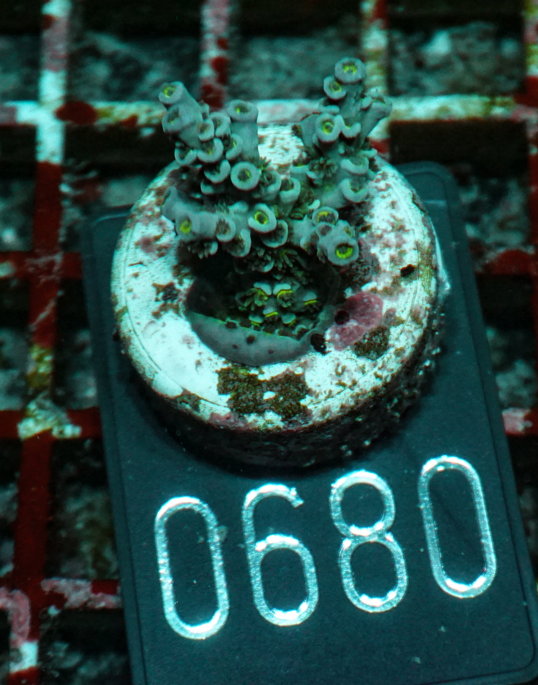 Acropora kenti "Twin" Grade 1