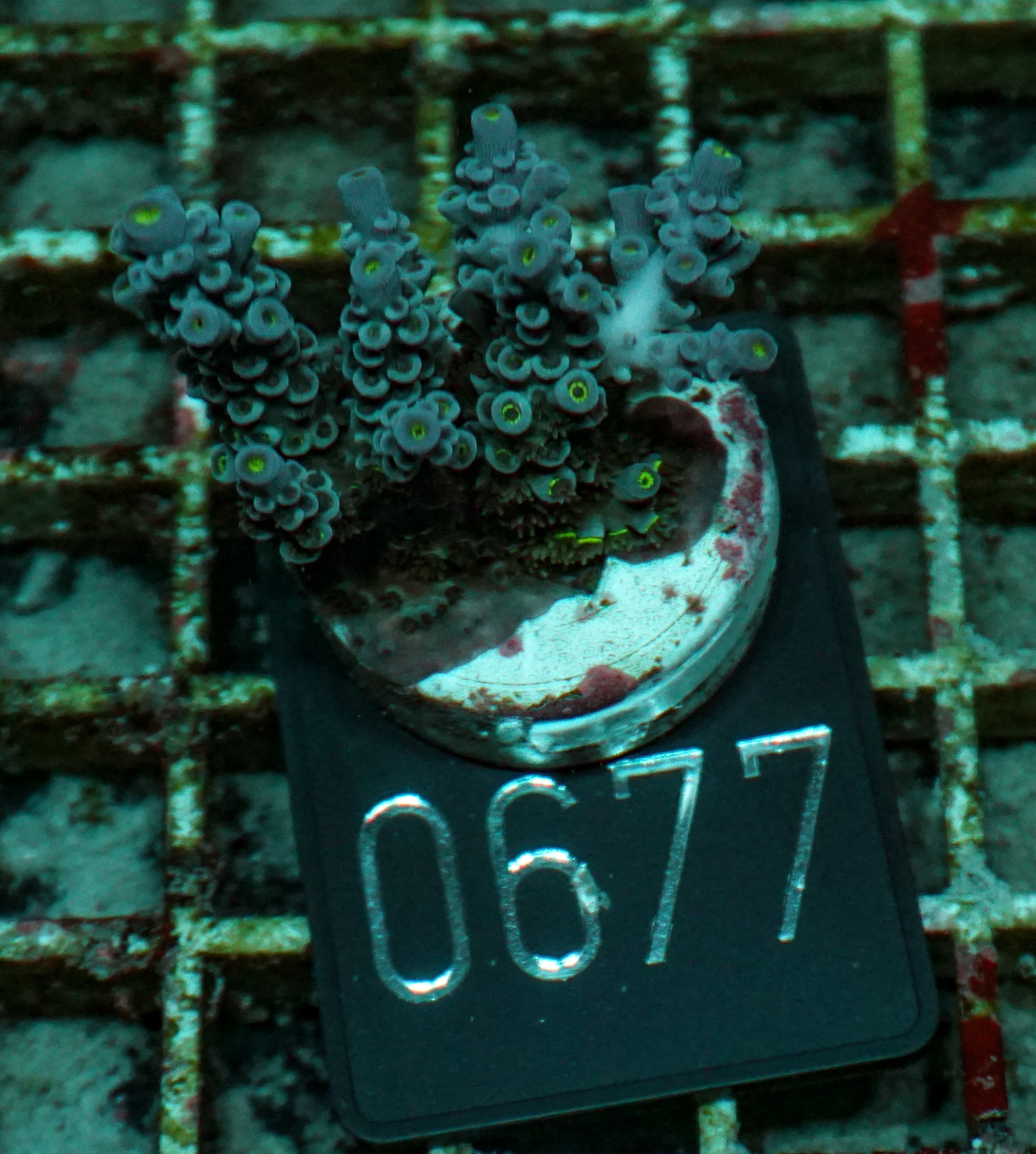 Acropora austera “golden age”