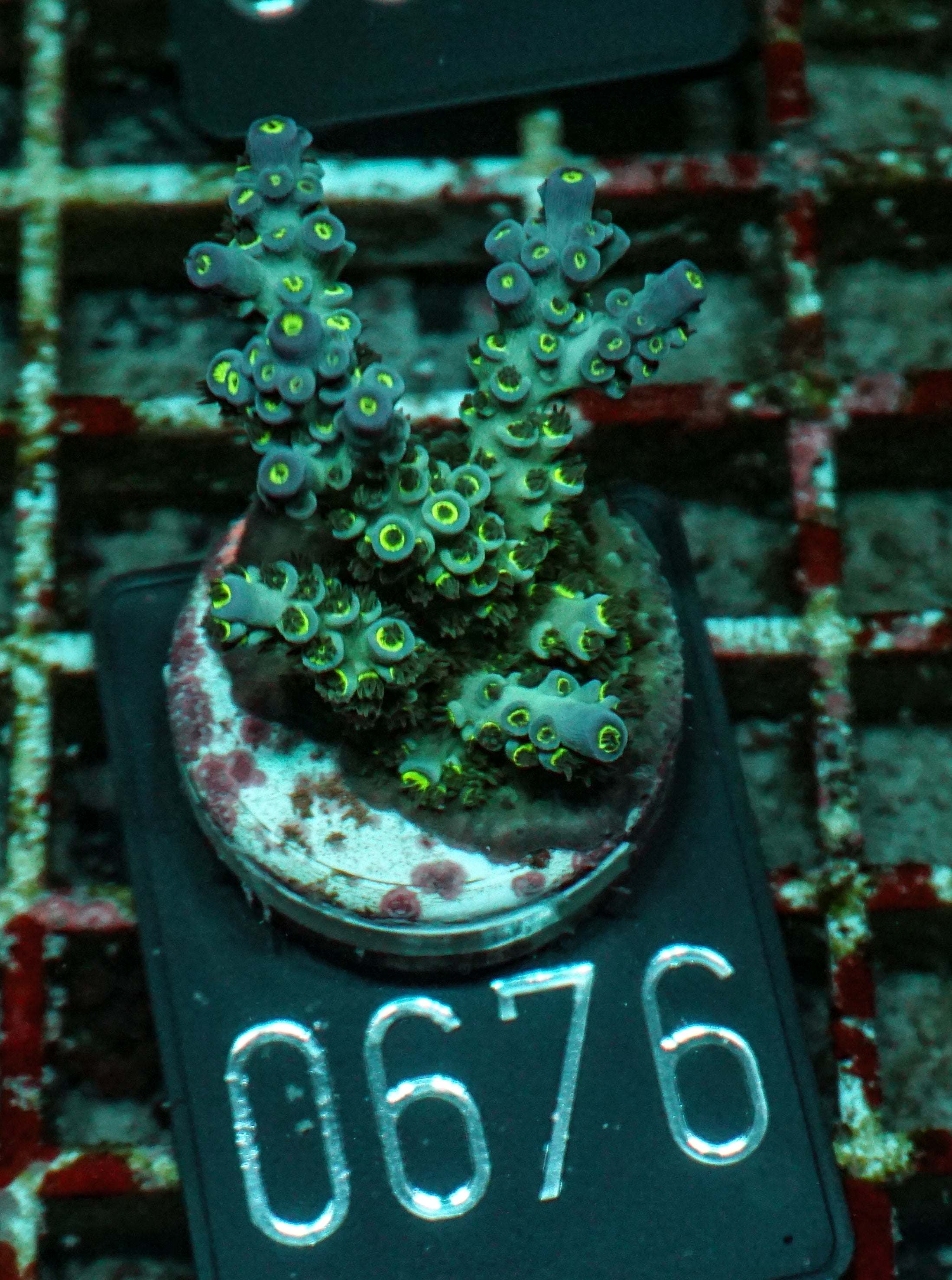 Acropora kenti "Twin" Grade 2