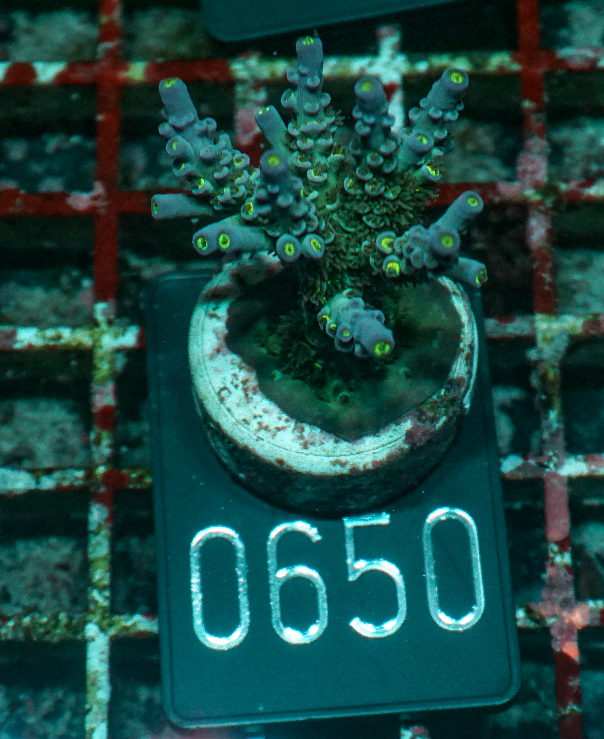 Acropora austera “golden age”