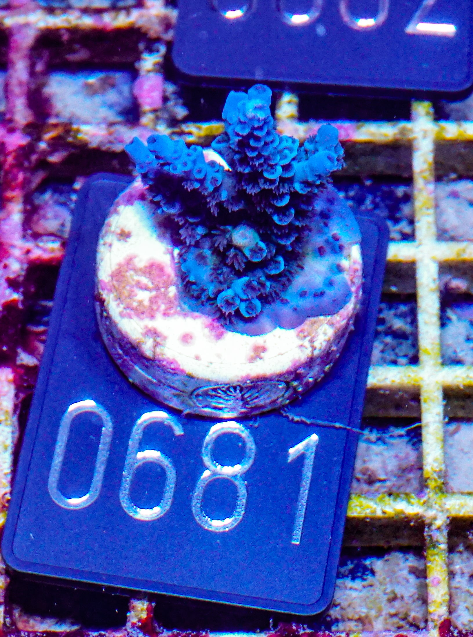 Acropora kenti "Twin" Grade 1