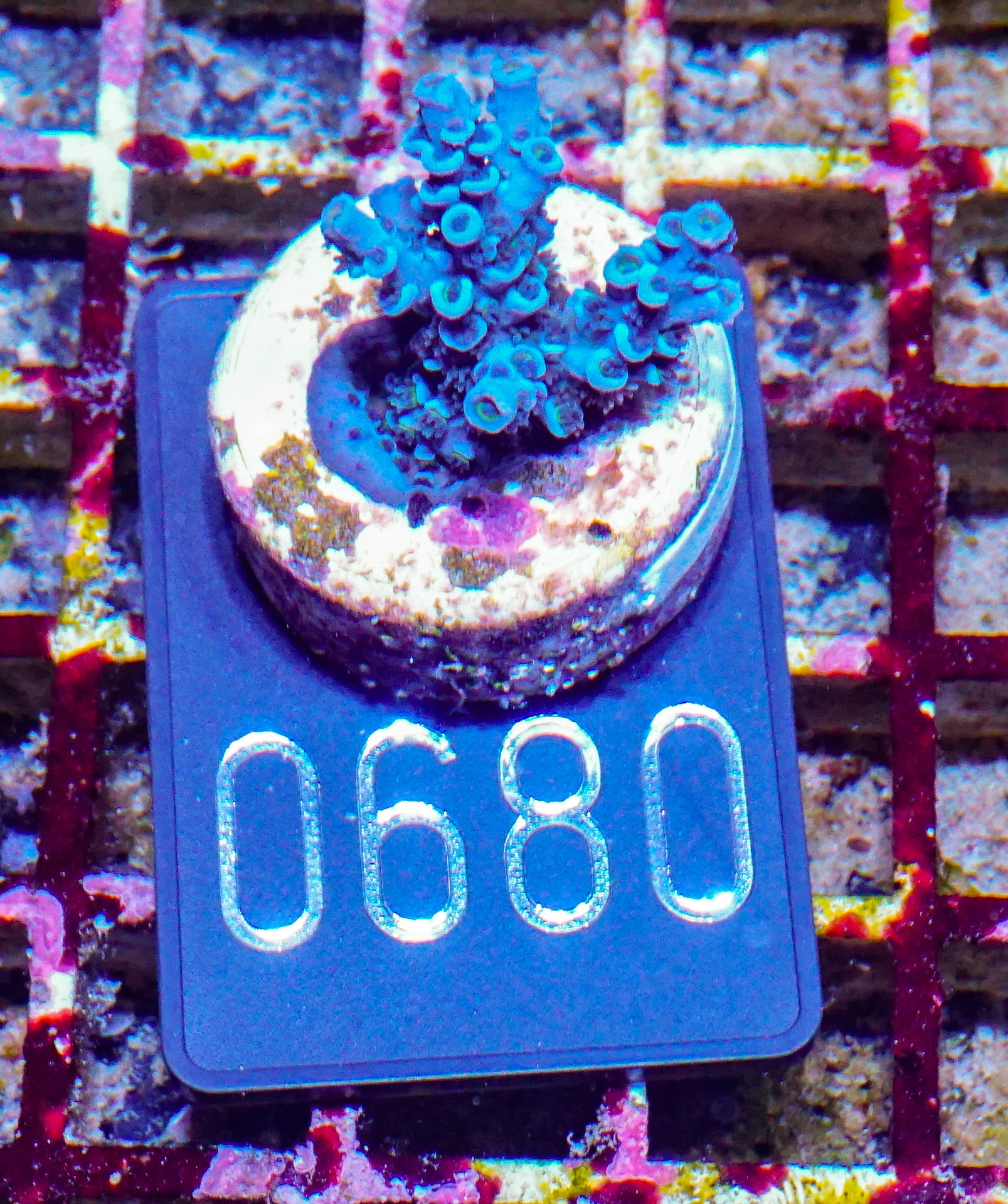 Acropora kenti "Twin" Grade 1