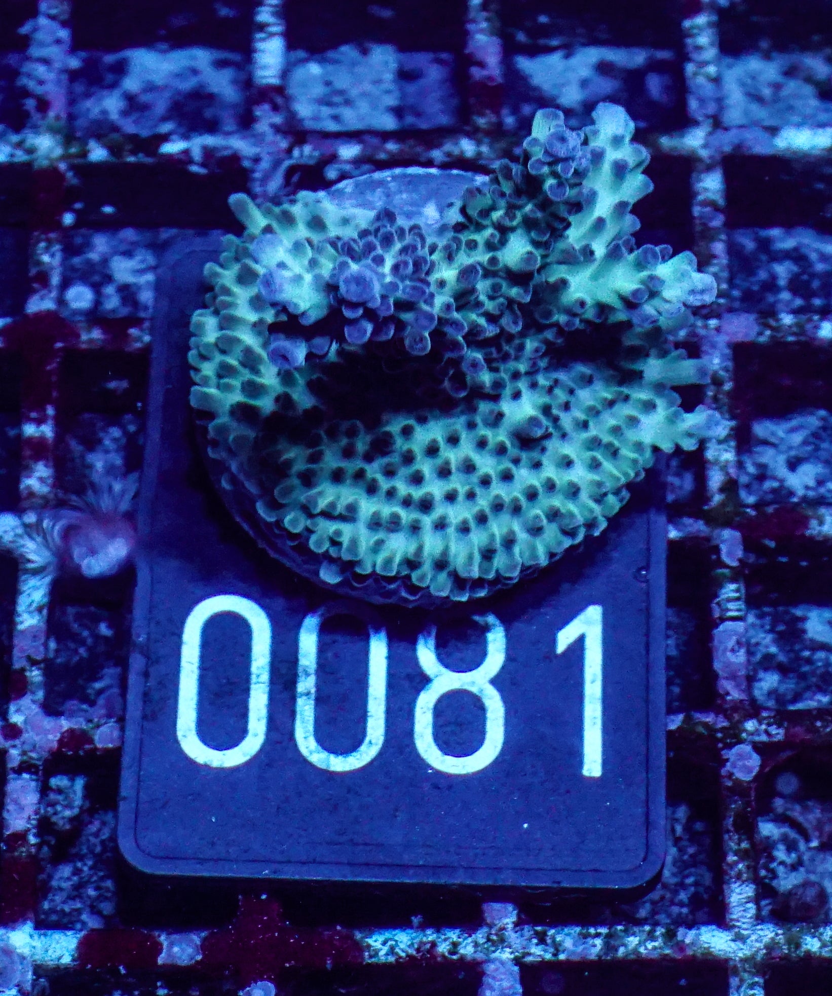 Acropora nasuta "twin"