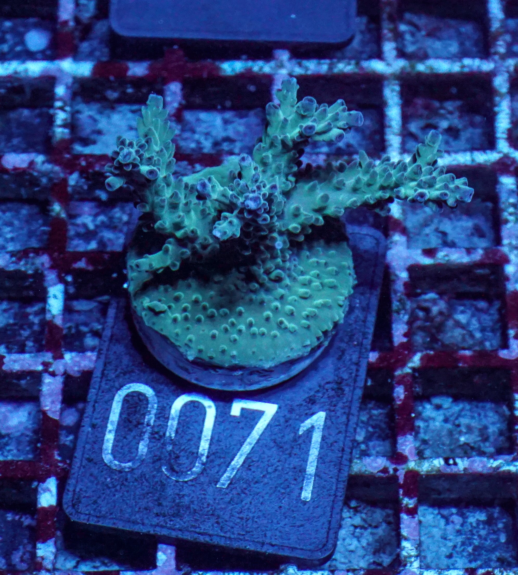 Acropora nasuta "twin"