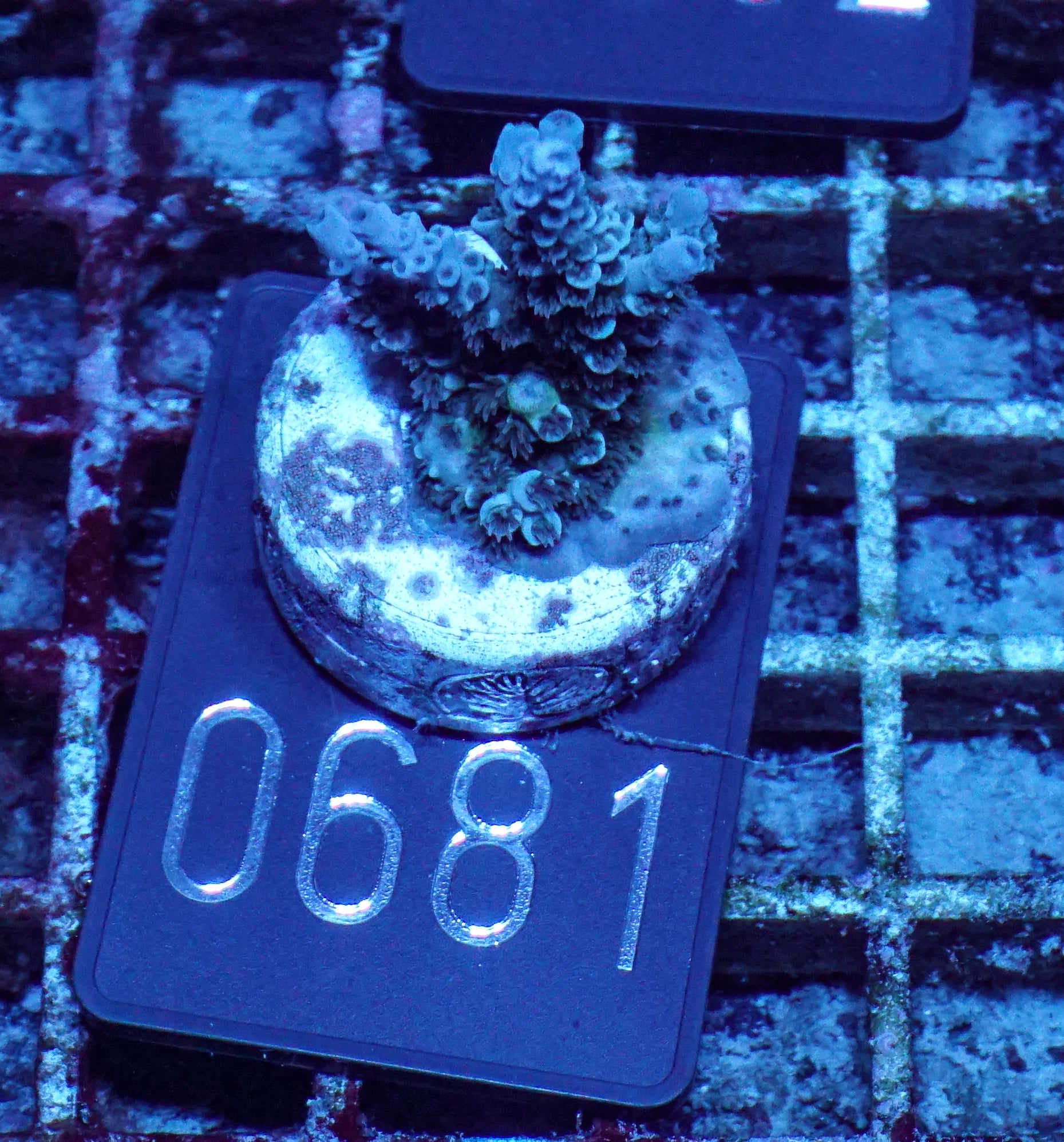 Acropora kenti "Twin" Grade 1