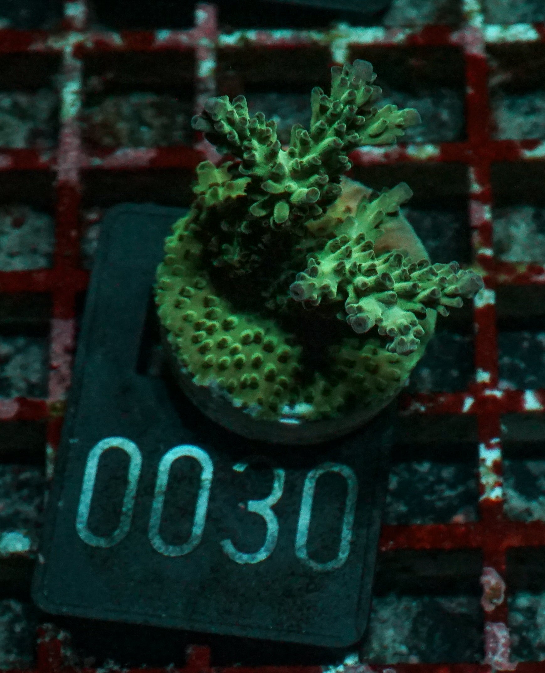 Acropora nasuta "twin"