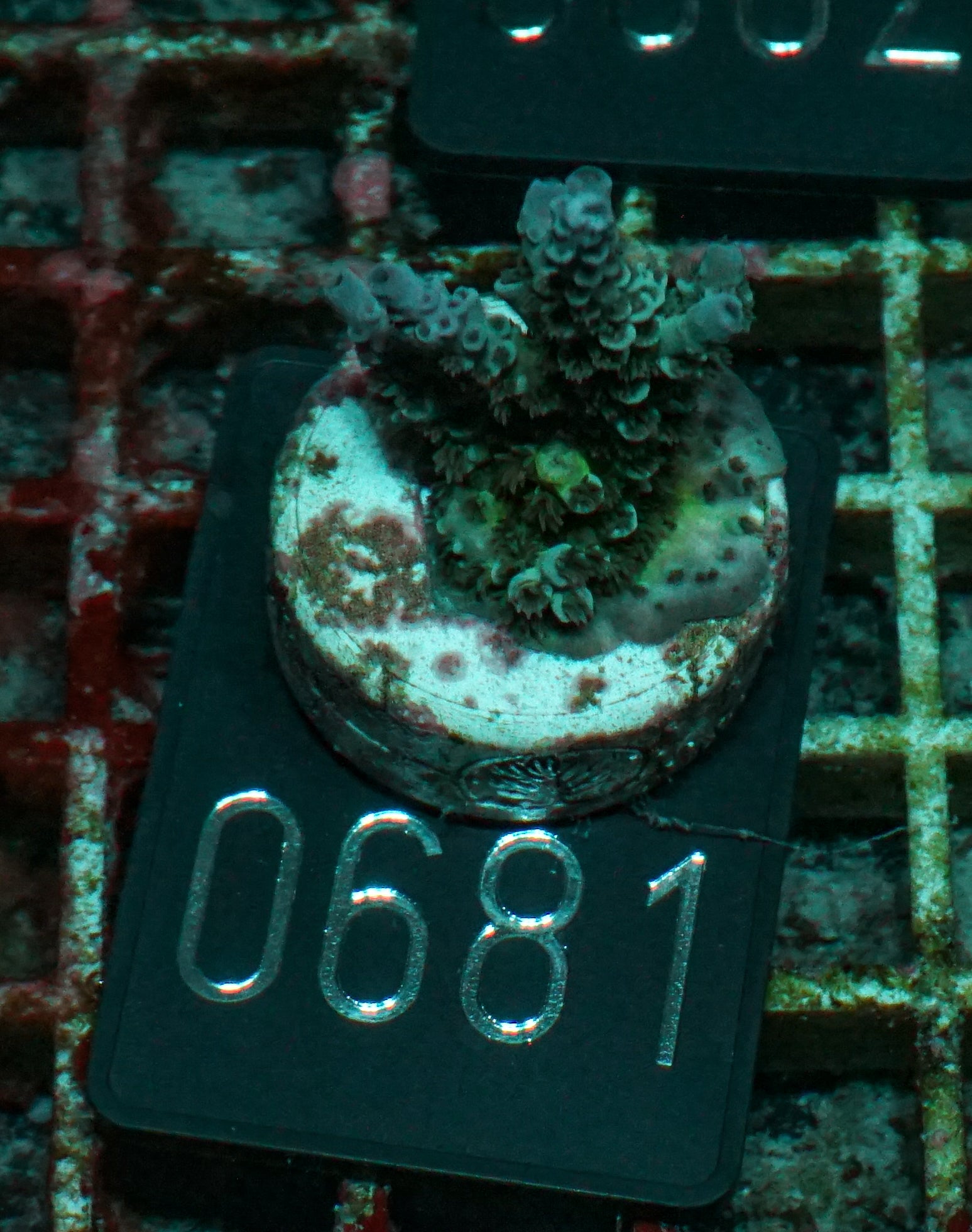 Acropora kenti "Twin" Grade 1