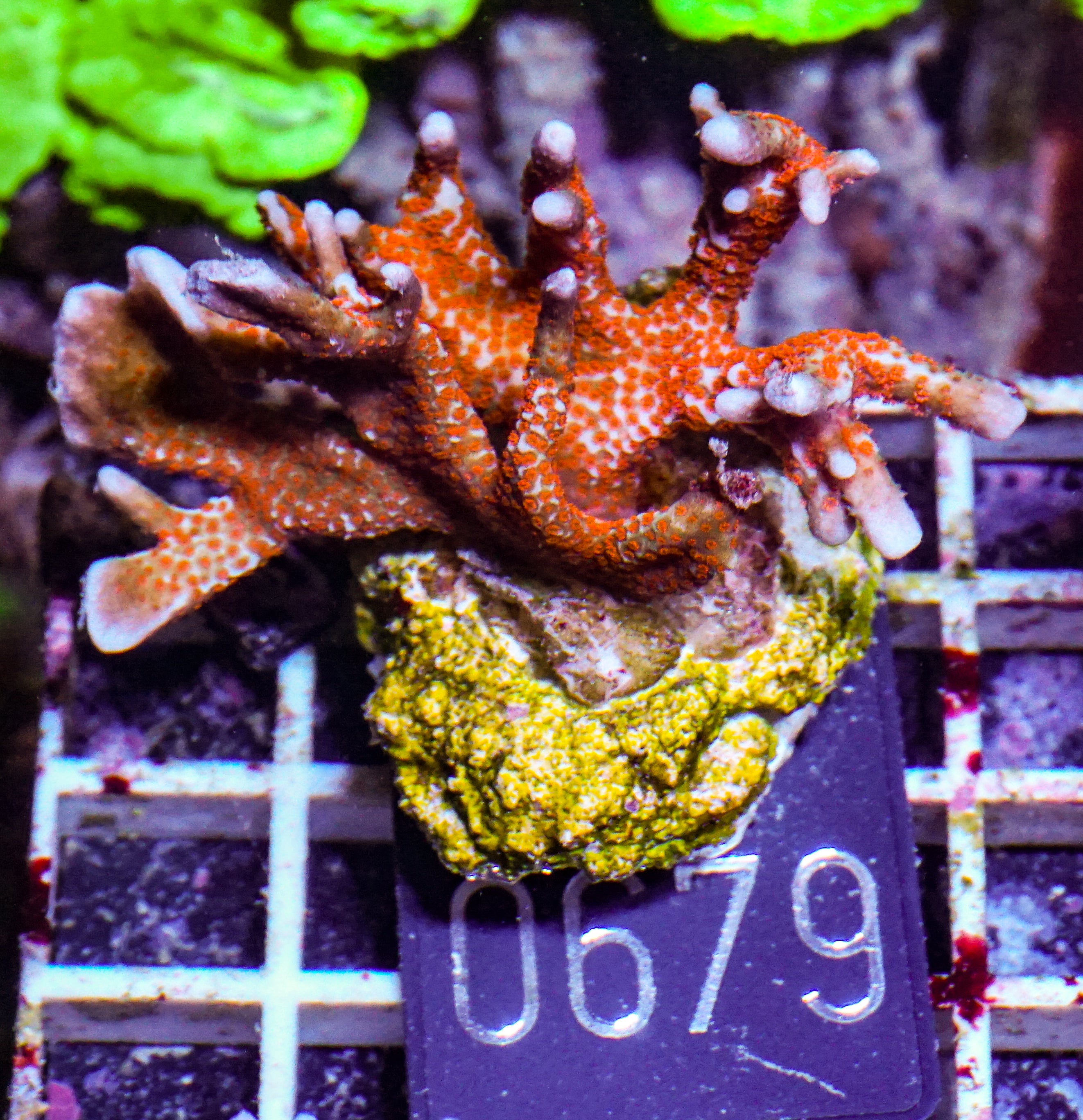 Montipora samarensis