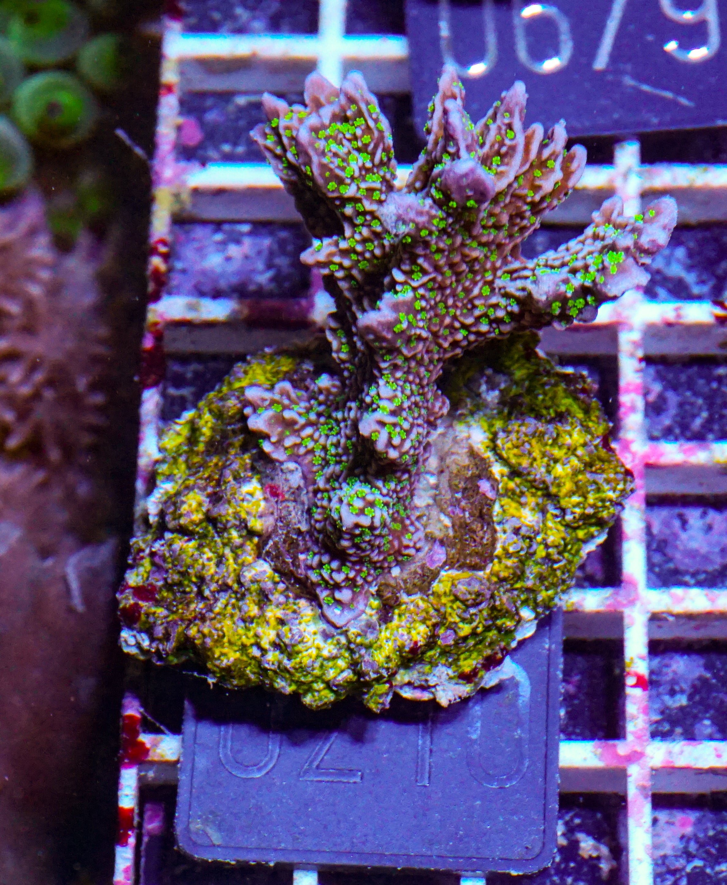 Montipora carinata “Star Wars”