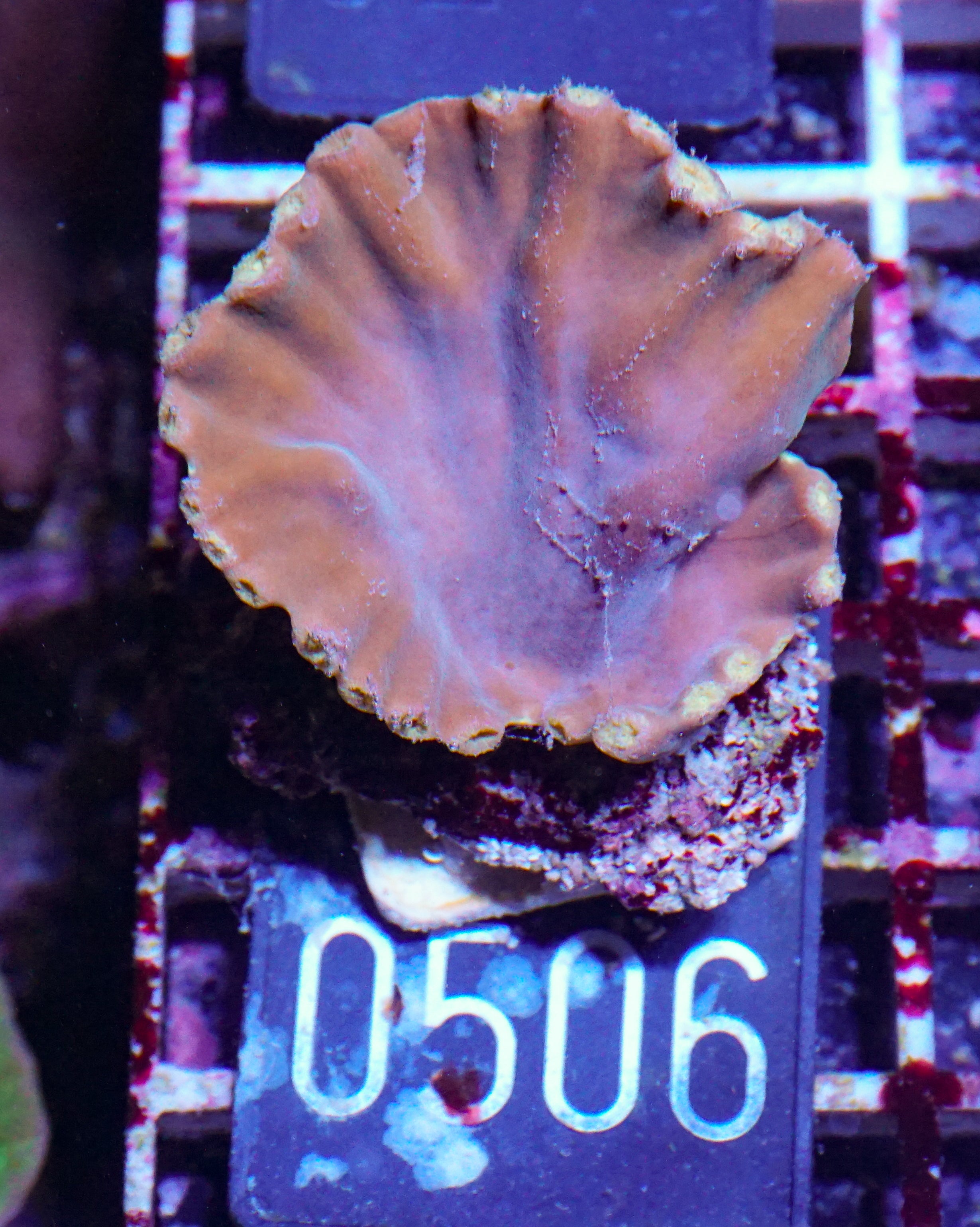 Turbinaria heronensis "rare"
