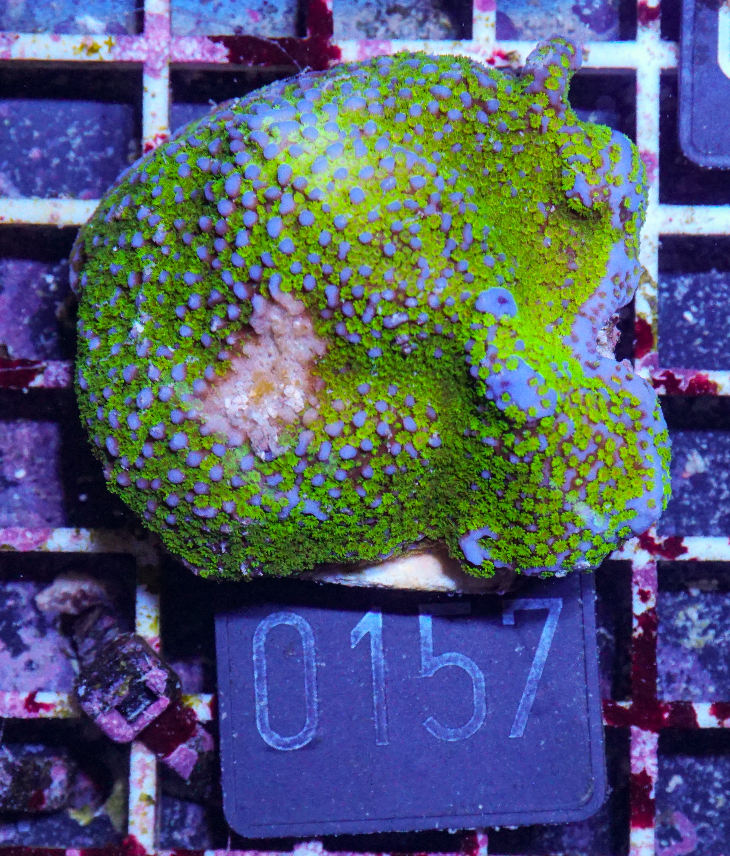 Montipora mollis "rainbow"