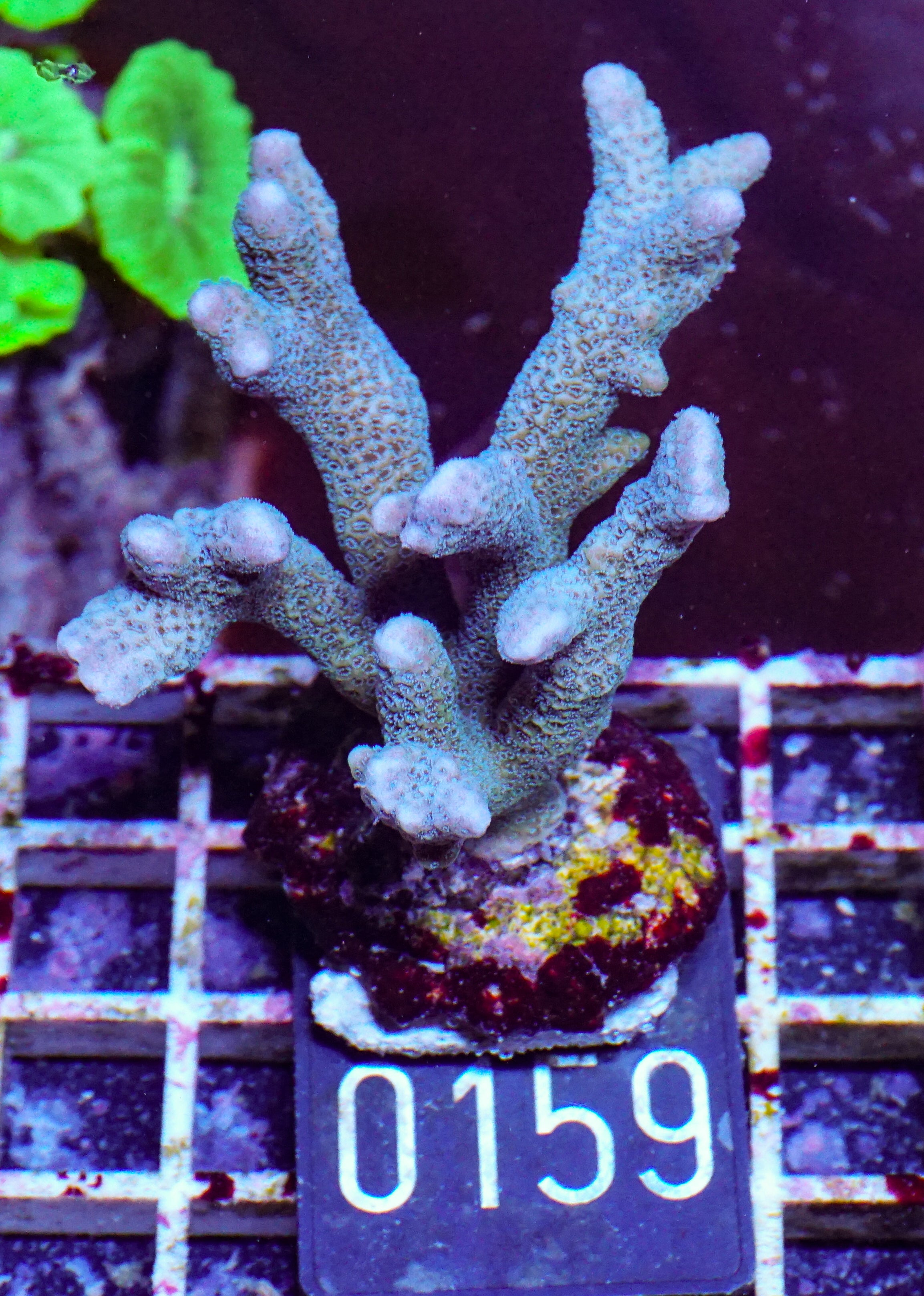 Montipora gaimardi