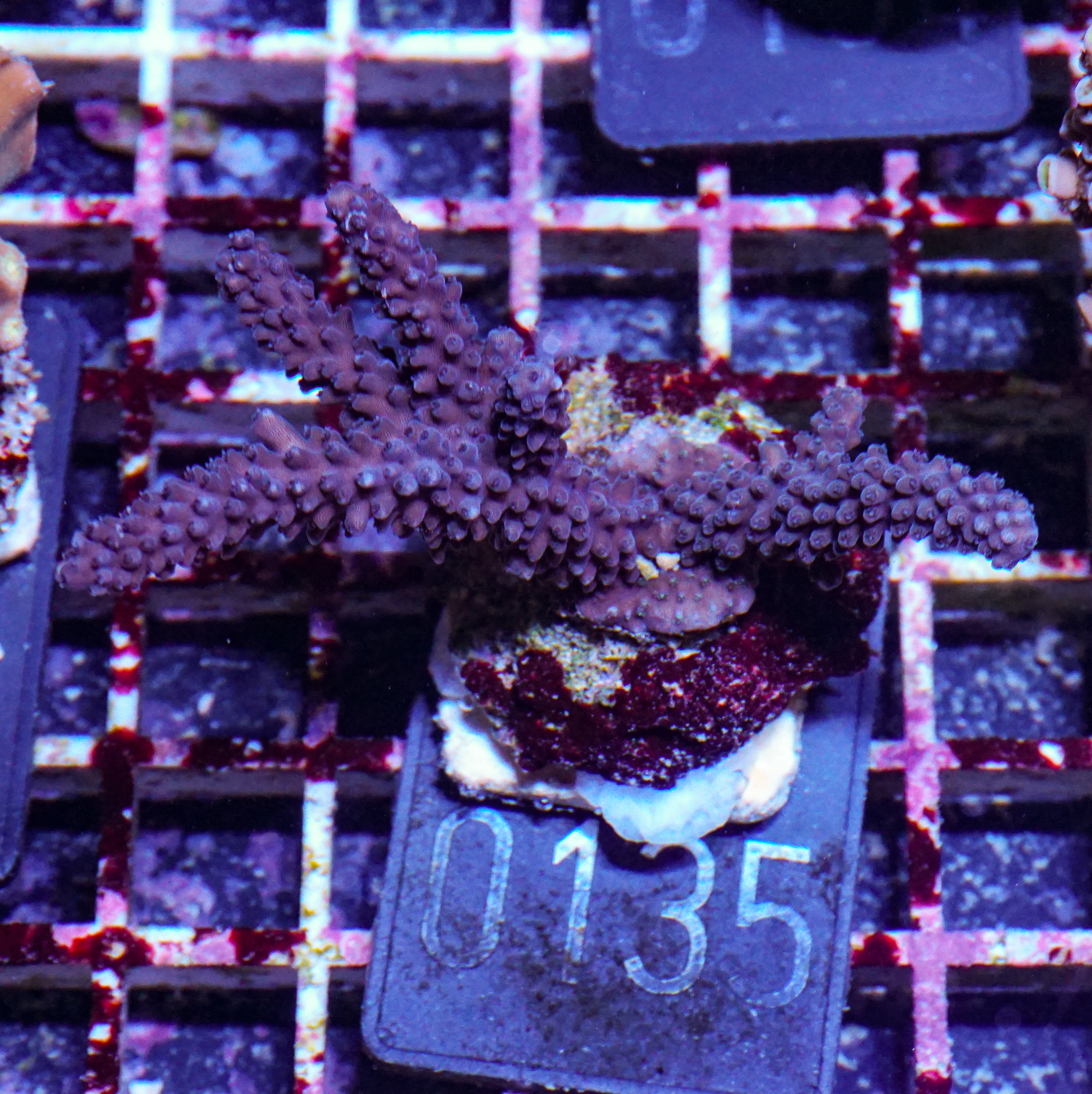 Acropora parilis "blue"