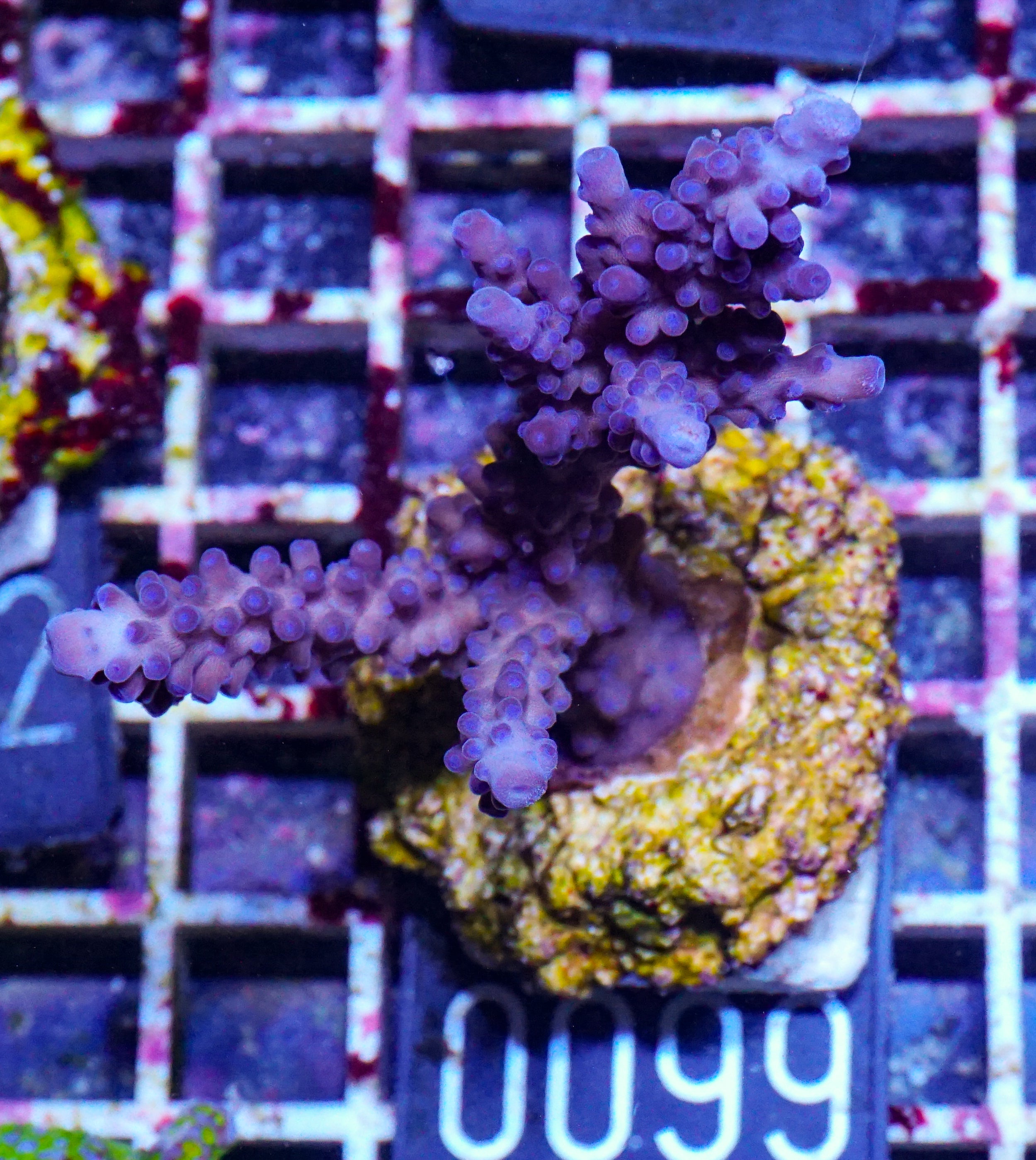Acropora rufus „miyagi“