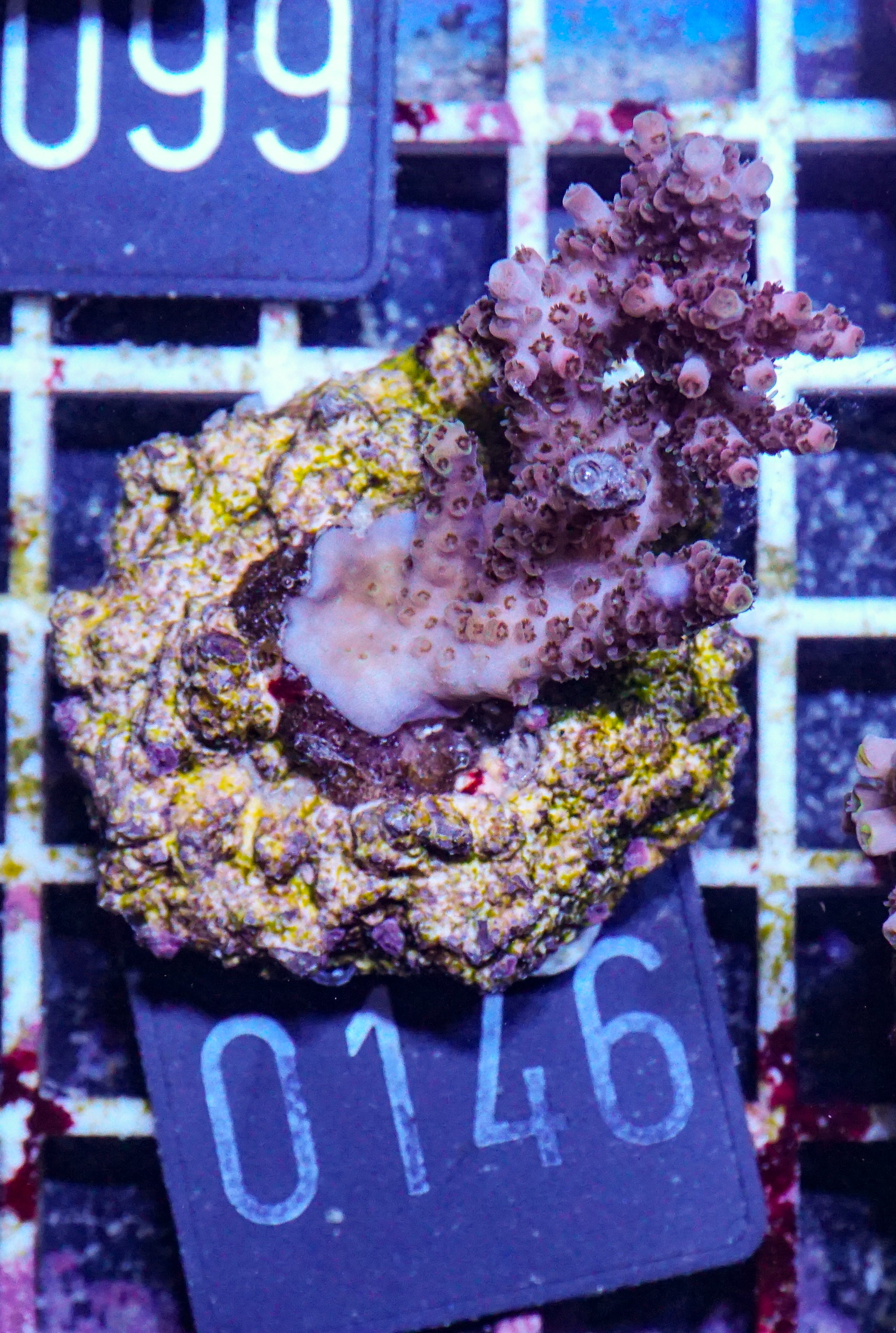 Acropora hyacinthus "pink lady"