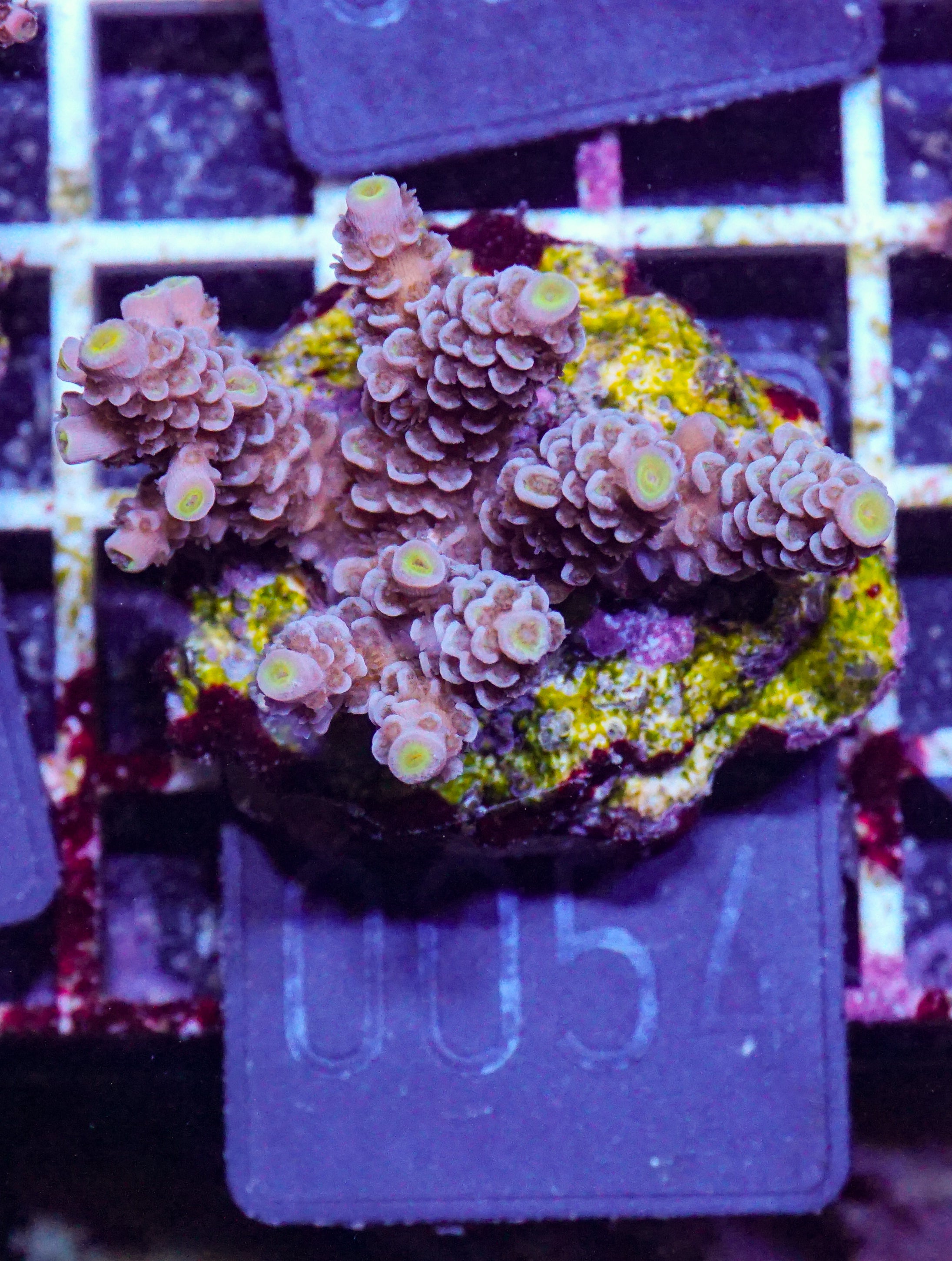 Acropora tenuis “Walt Disney art”