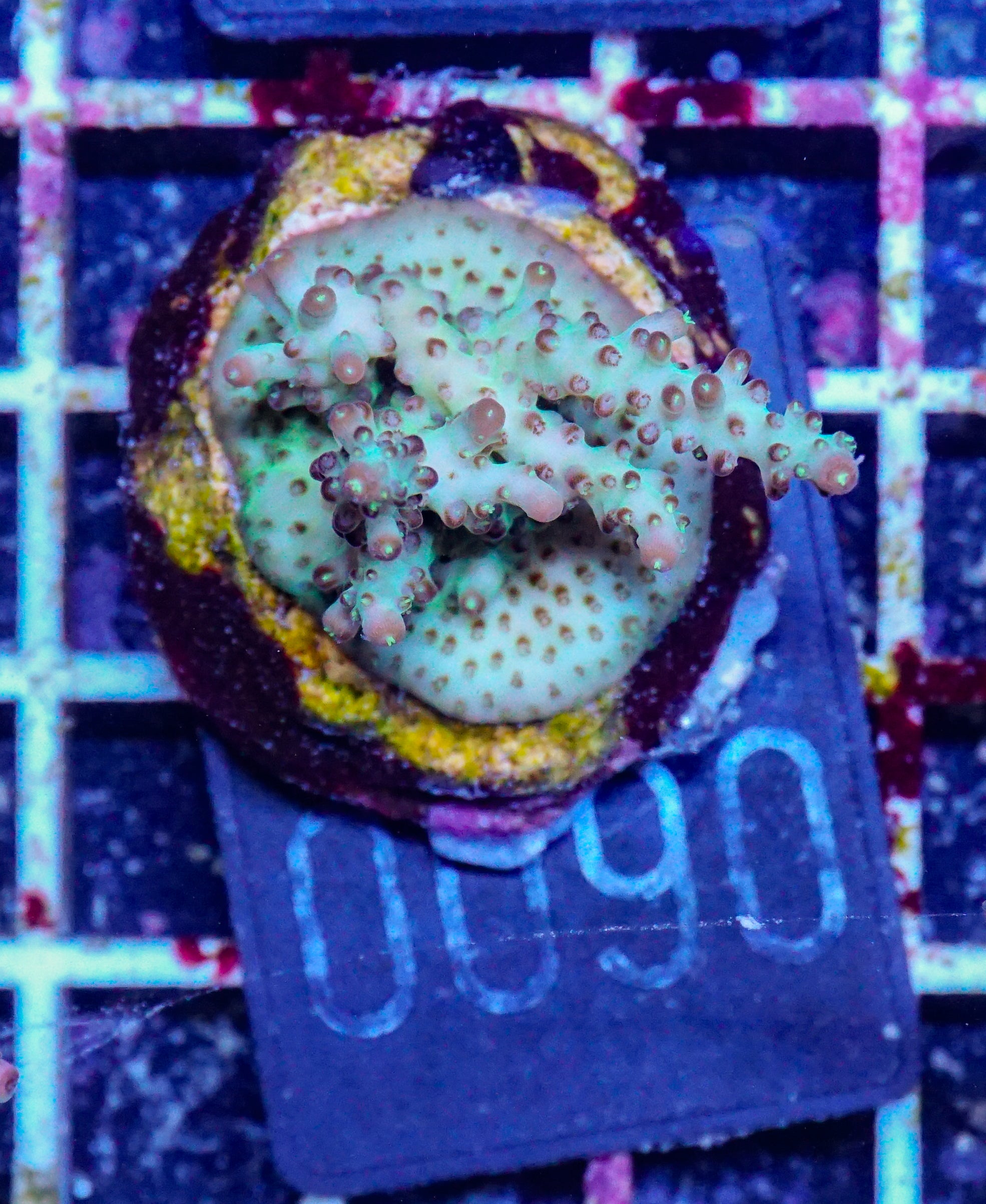 Acropora sp.
