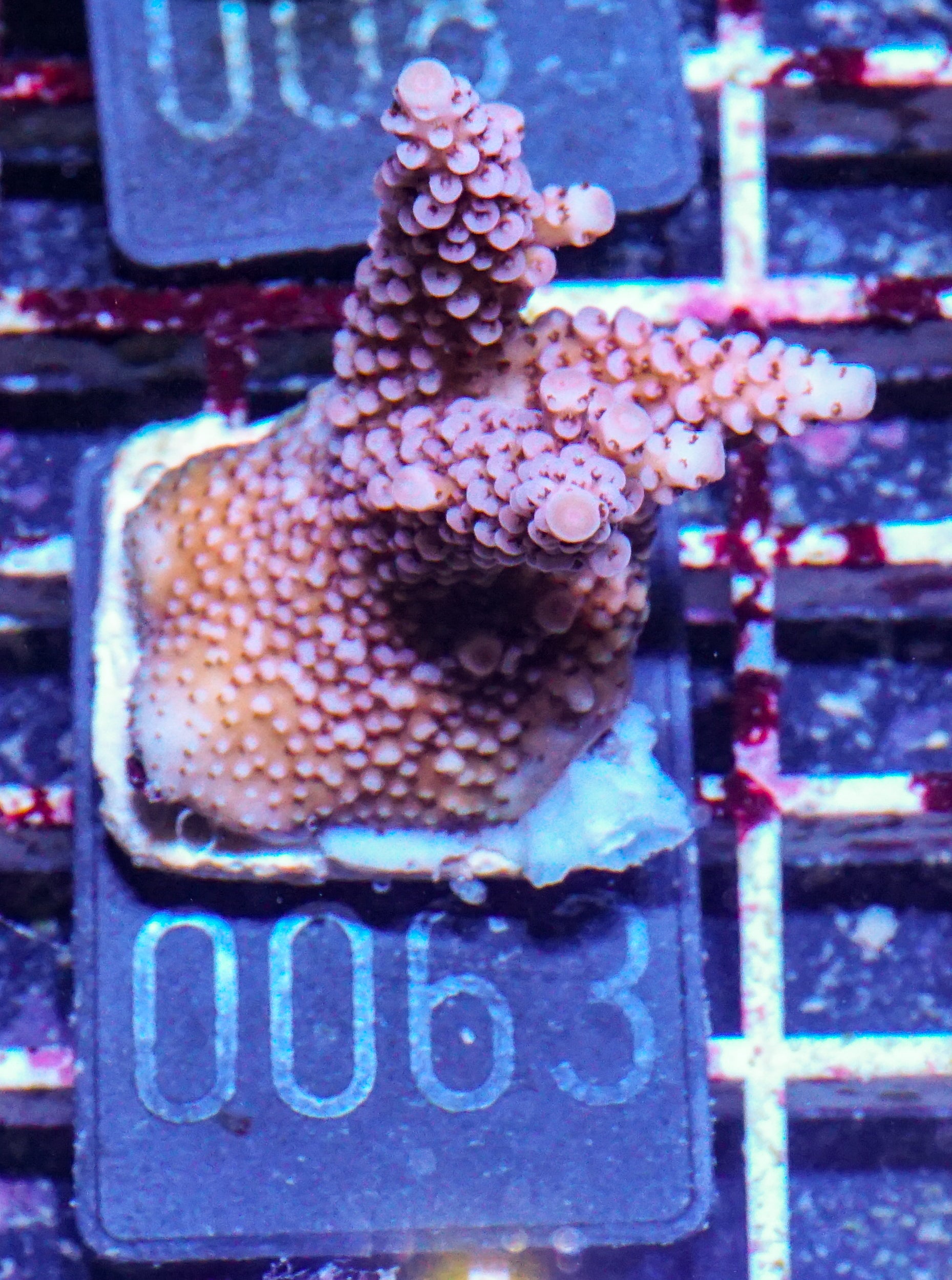 Acropora vermiculata “red jacket”