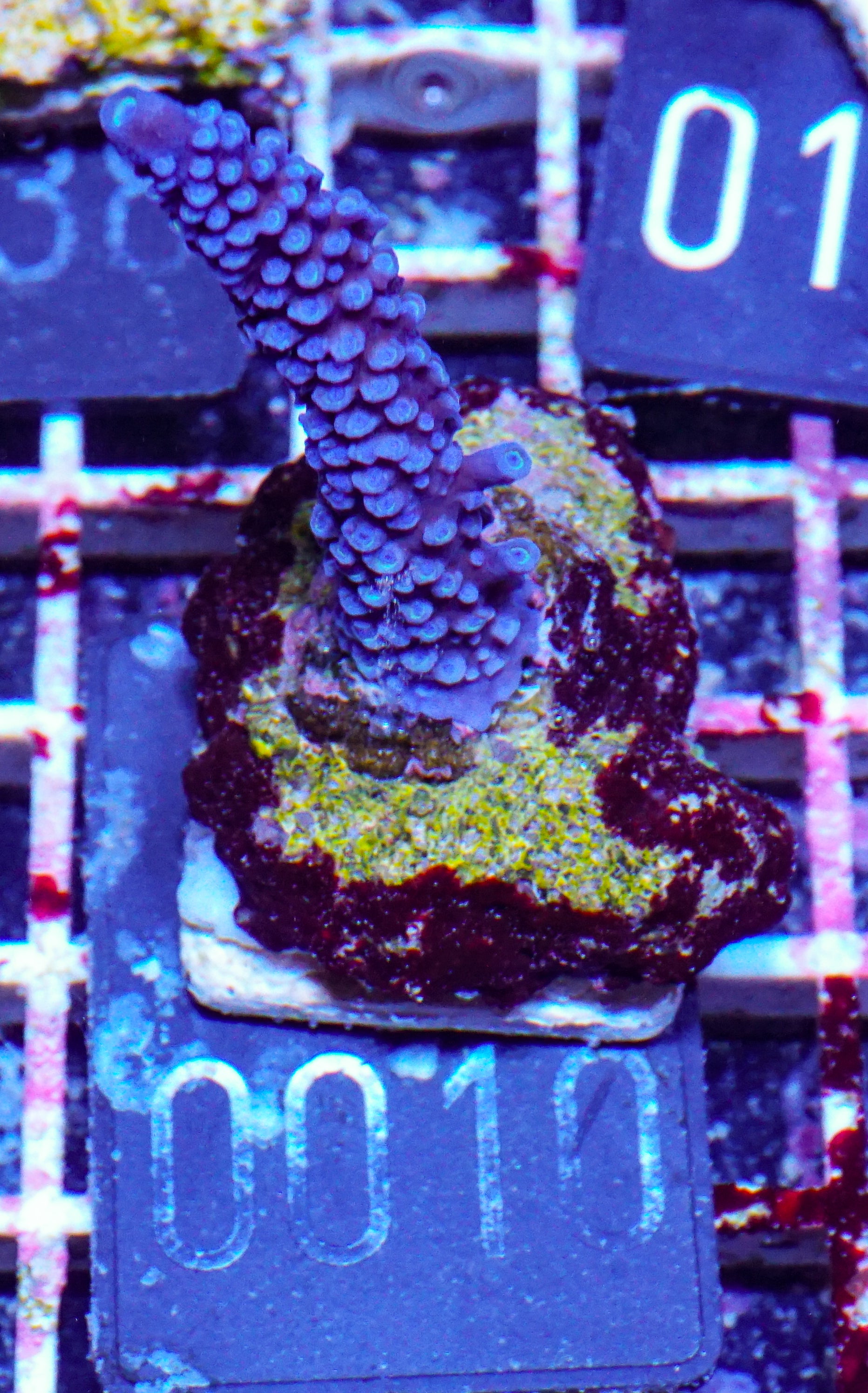 Acropora hoeskmai „blue robin“