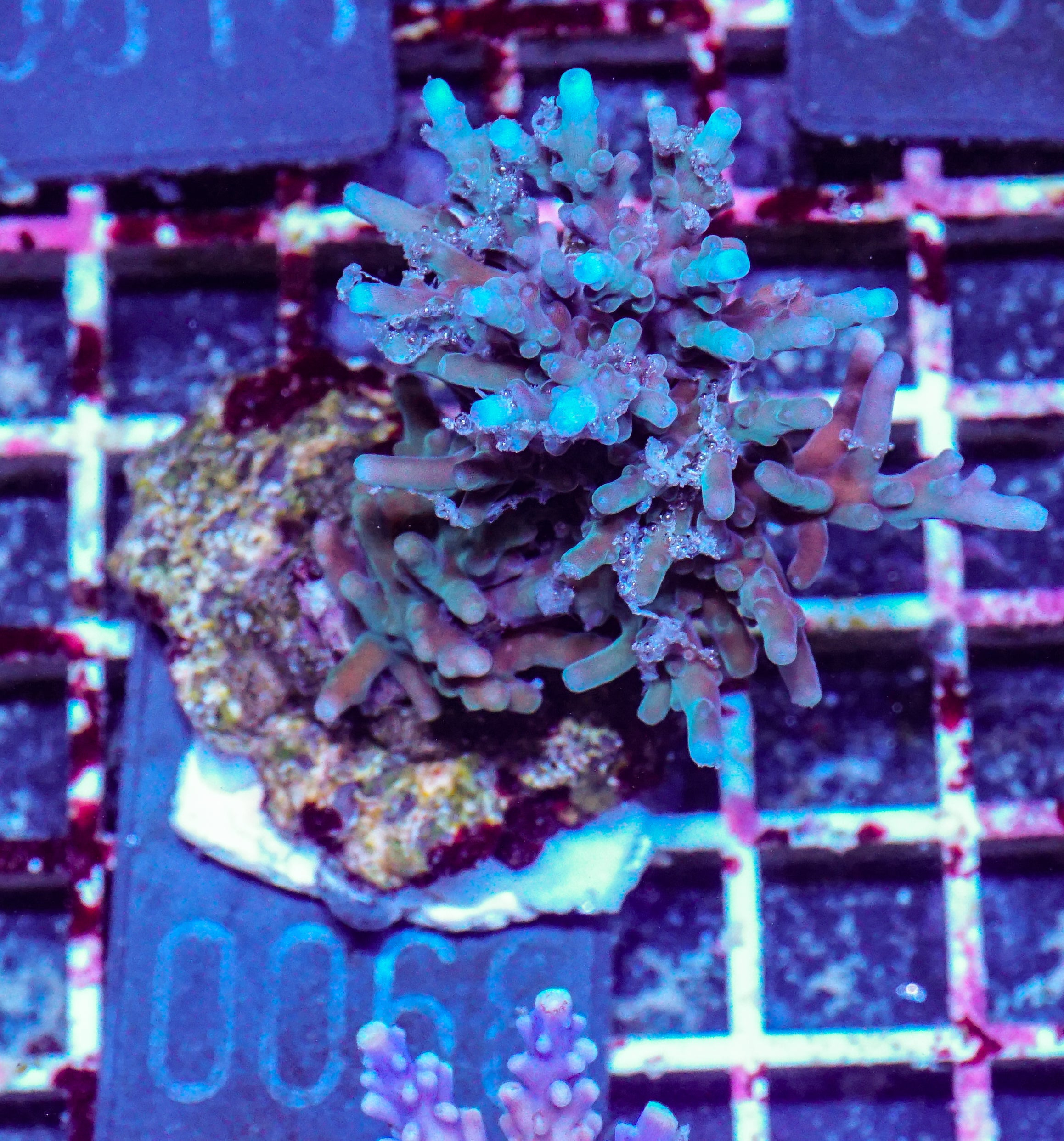Acropora echinata