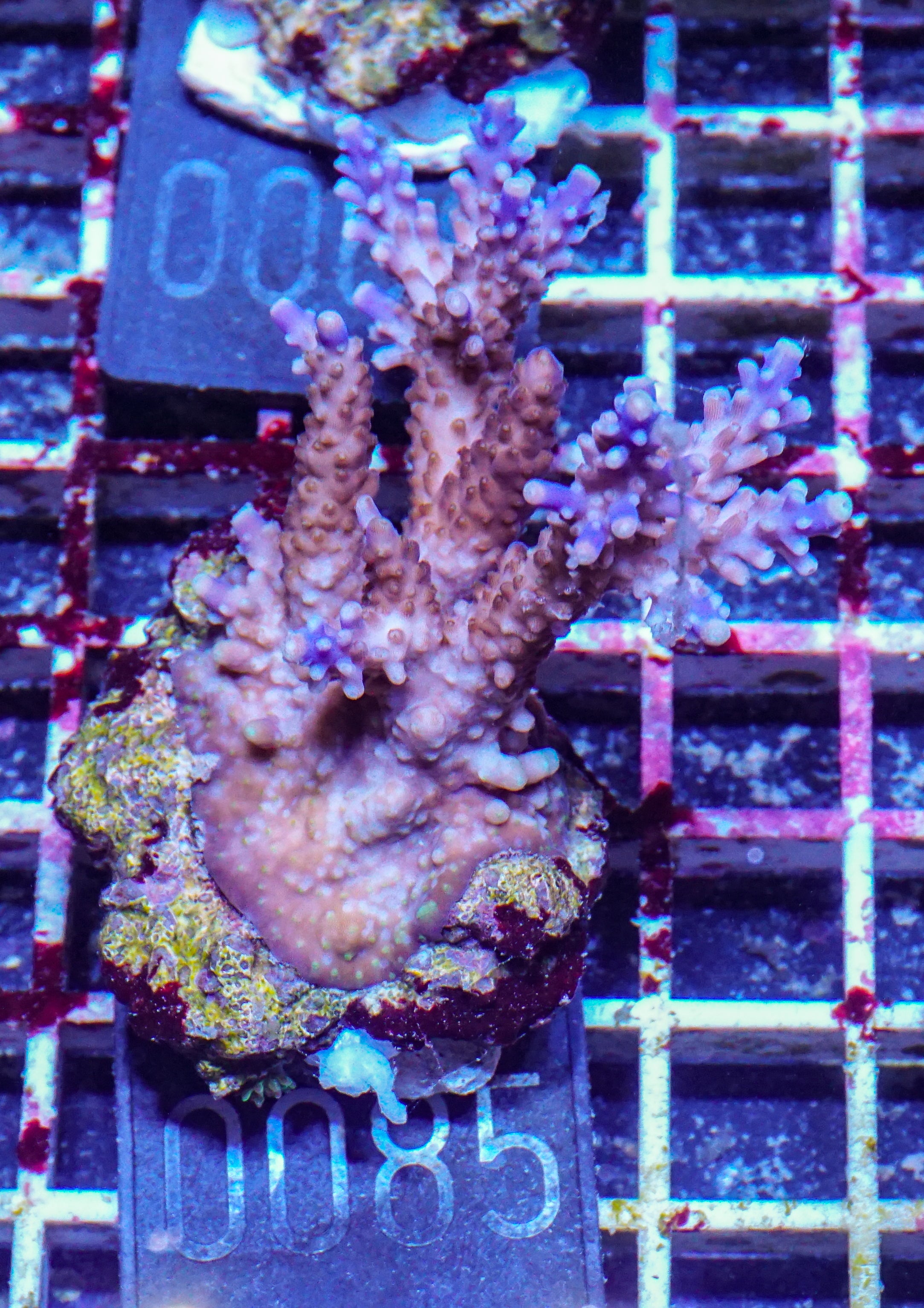 Acropora valida