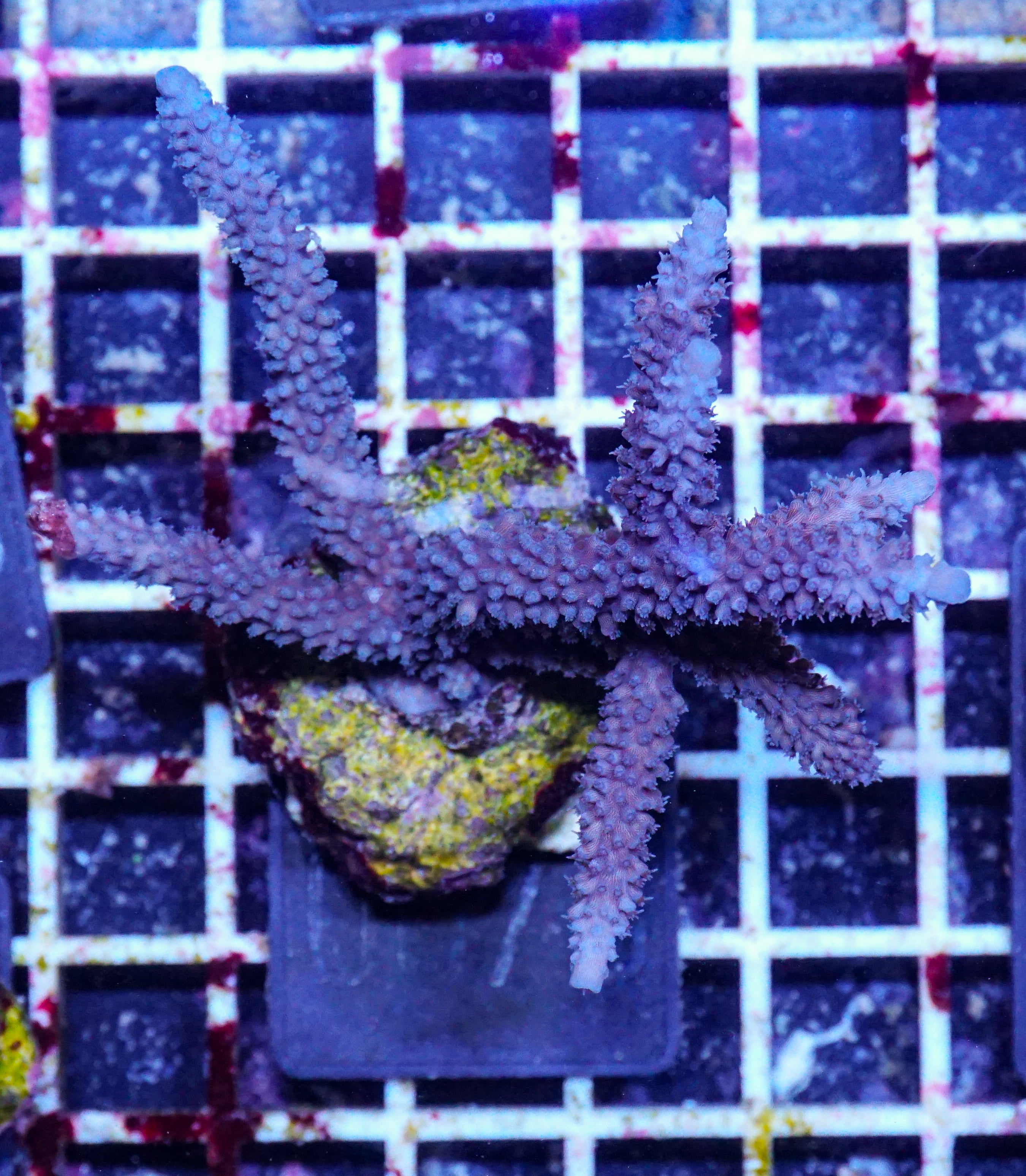 Acropora parilis "blue"