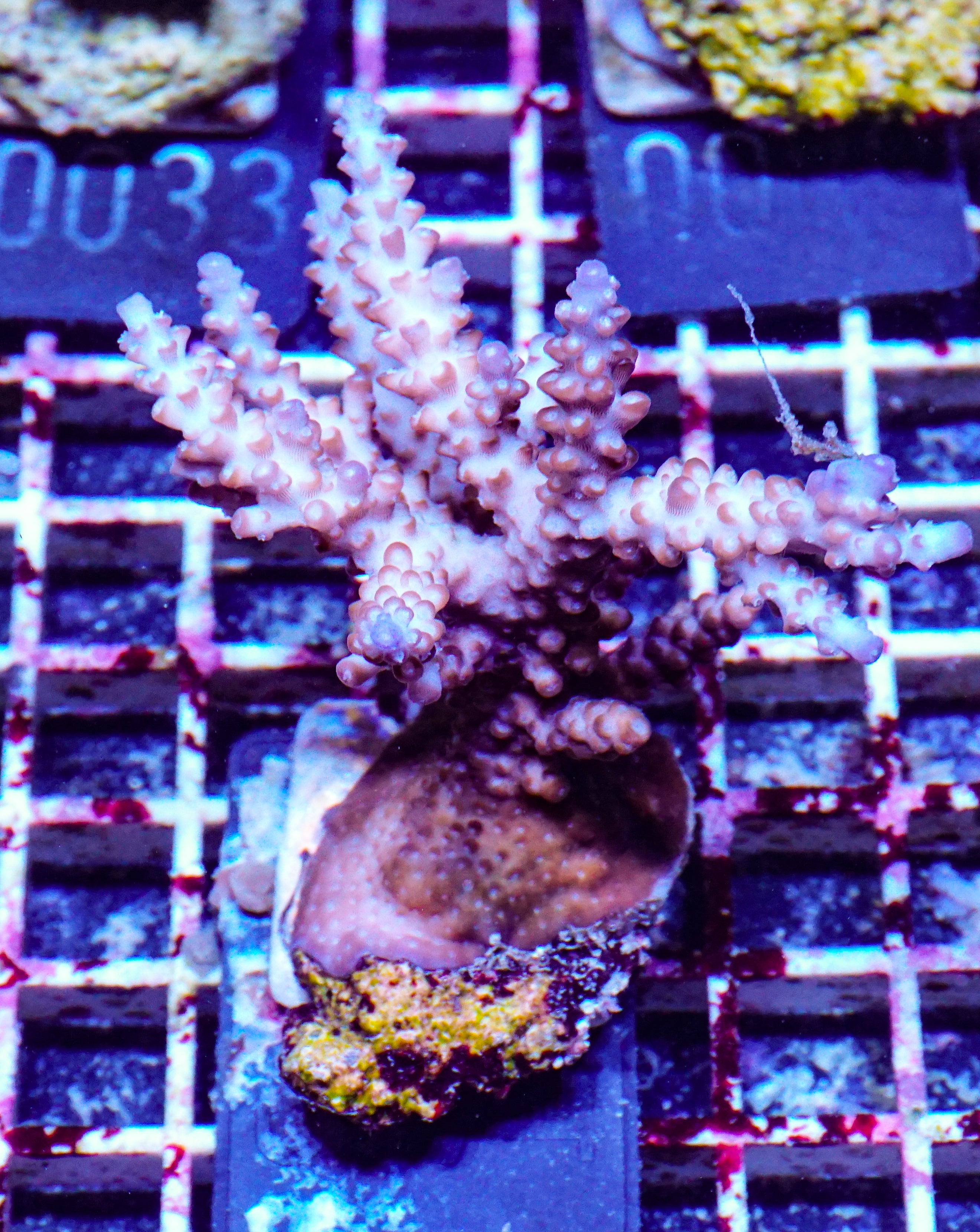 Acropora rosaria „snow white“
