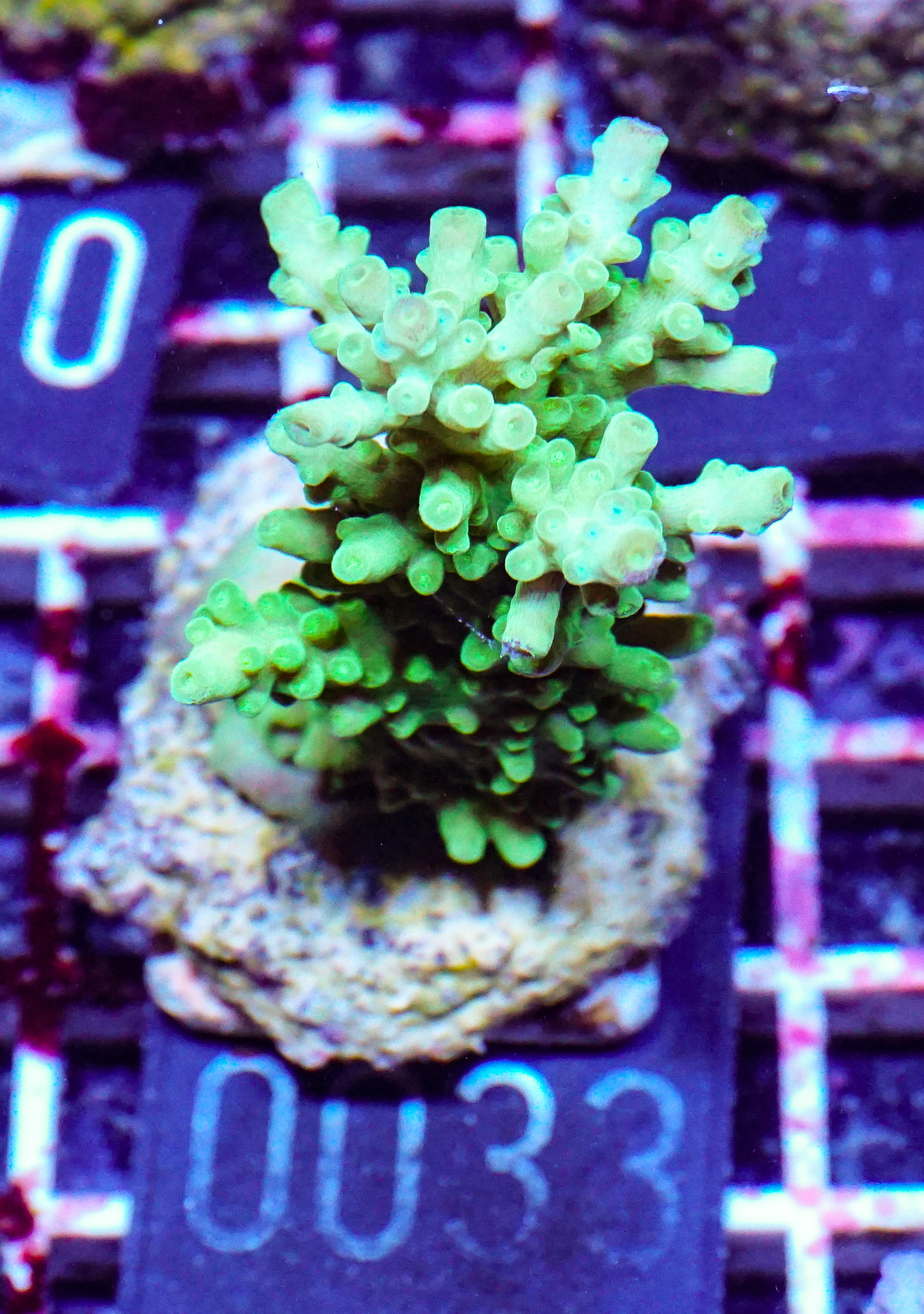 Acropora austera „golden age“
