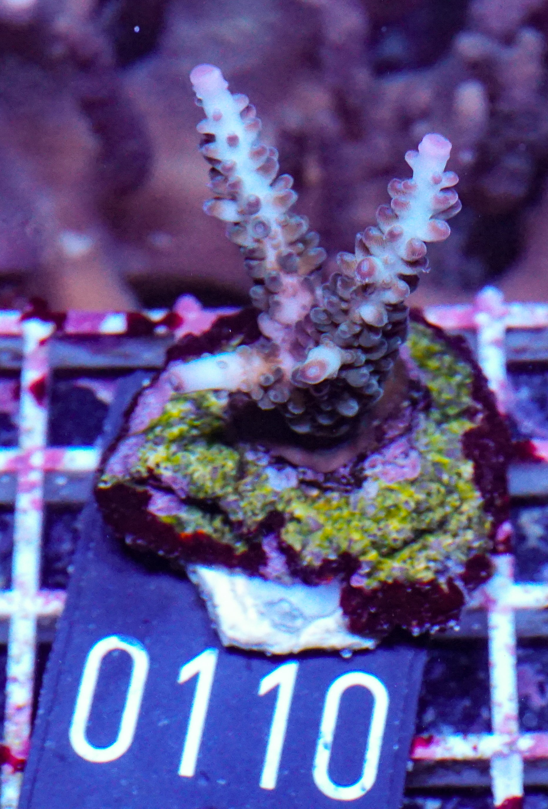 Acropora kosurini „pink tips“