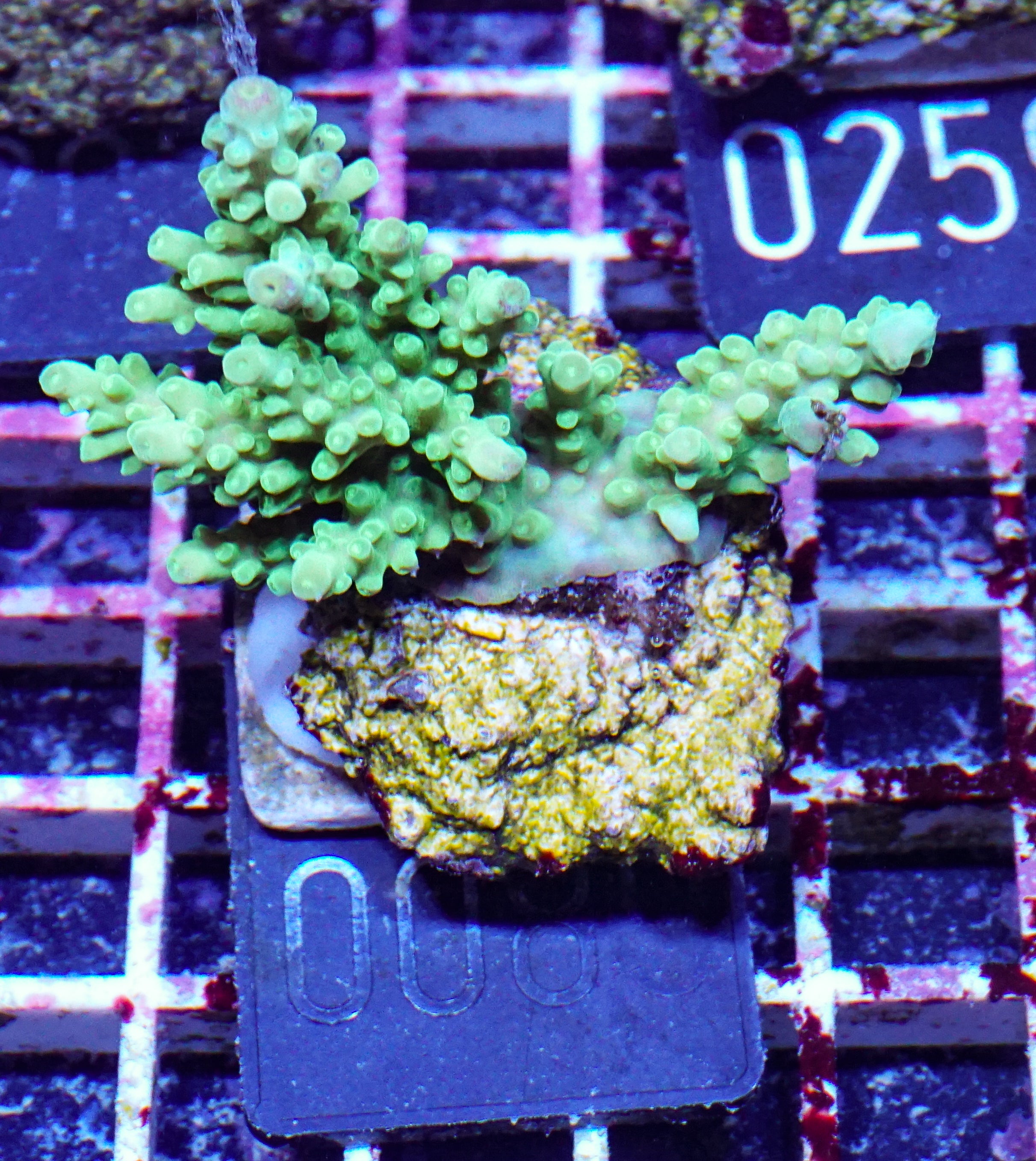 Acropora austera „golden age“