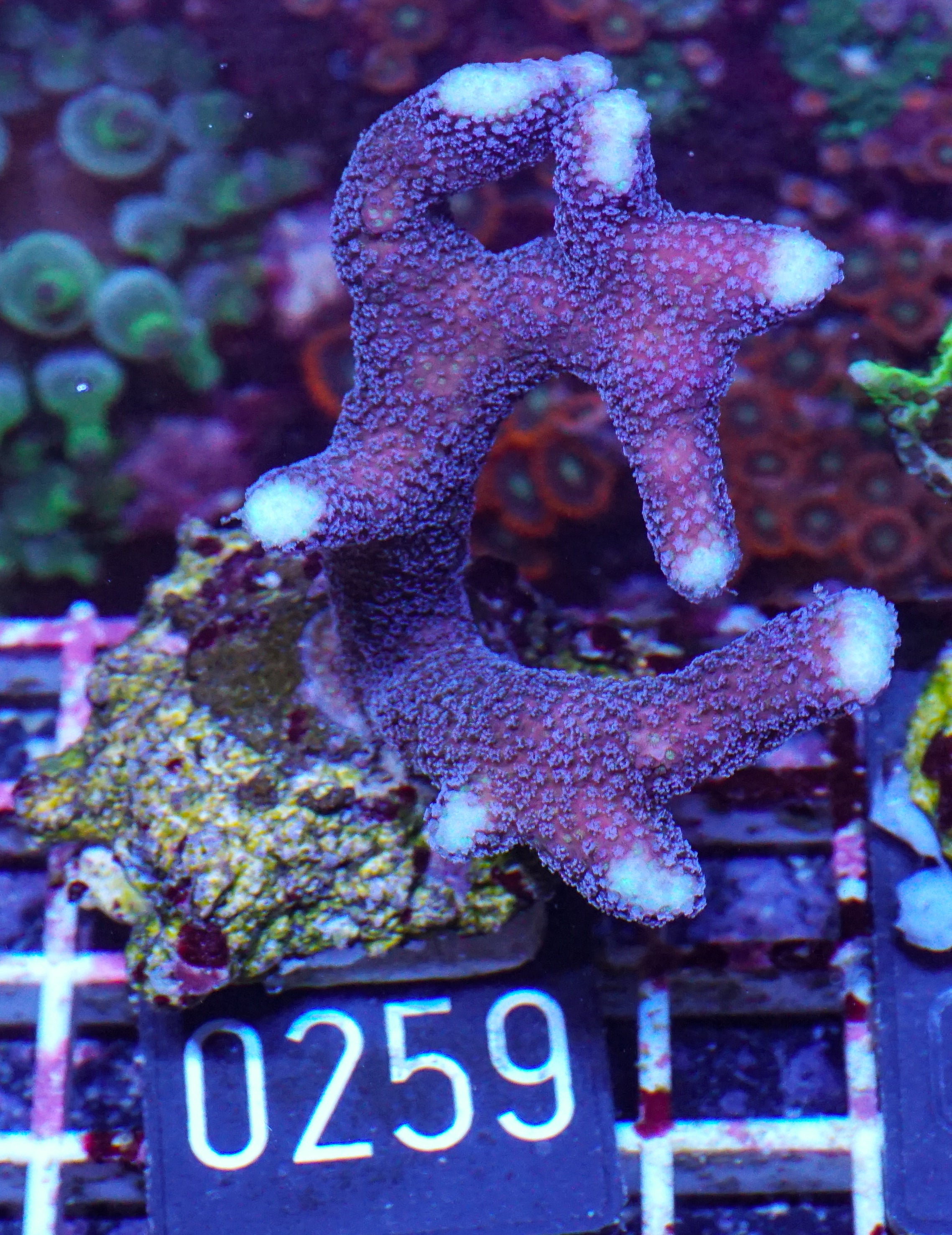 Stylophora pistillata "Milka"